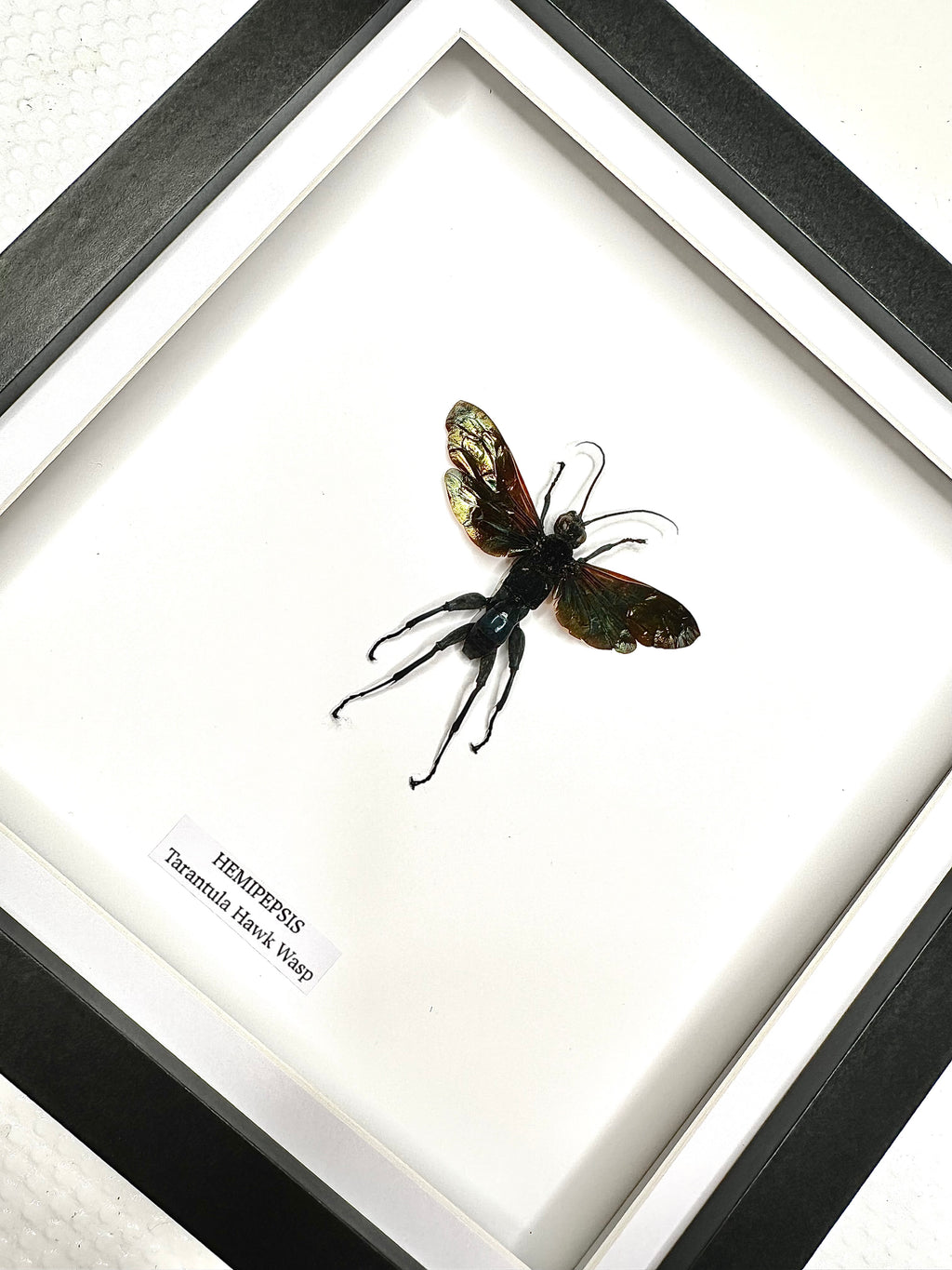 Tarantula Hawk Wasp | Hemipepsis | Medium Frame • Taxidermy Entomology Home Decor Framed Art