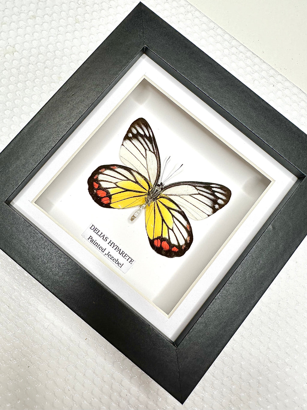 Painted Jezebel Butterfly | Delias Hyparete | Small Frame • Taxidermy Entomology Home Decor Framed Art