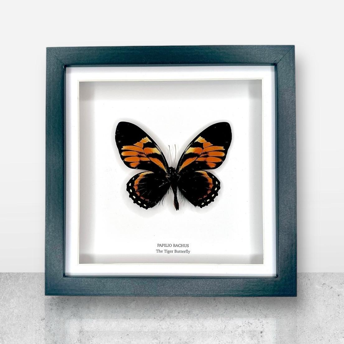 The Tiger Butterfly | Papilio Bachus | Medium Frame • Taxidermy Entomology Home Decor Framed Art