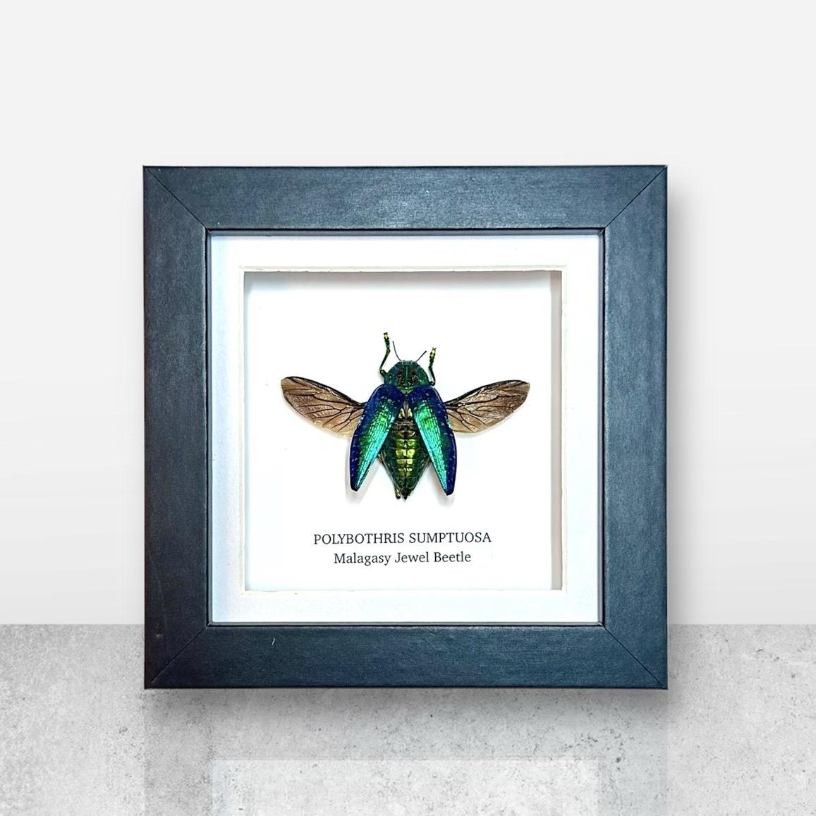 Malagasy Jewel Beetle | Small Frame • Taxidermy Entomology Home Decor Framed Art