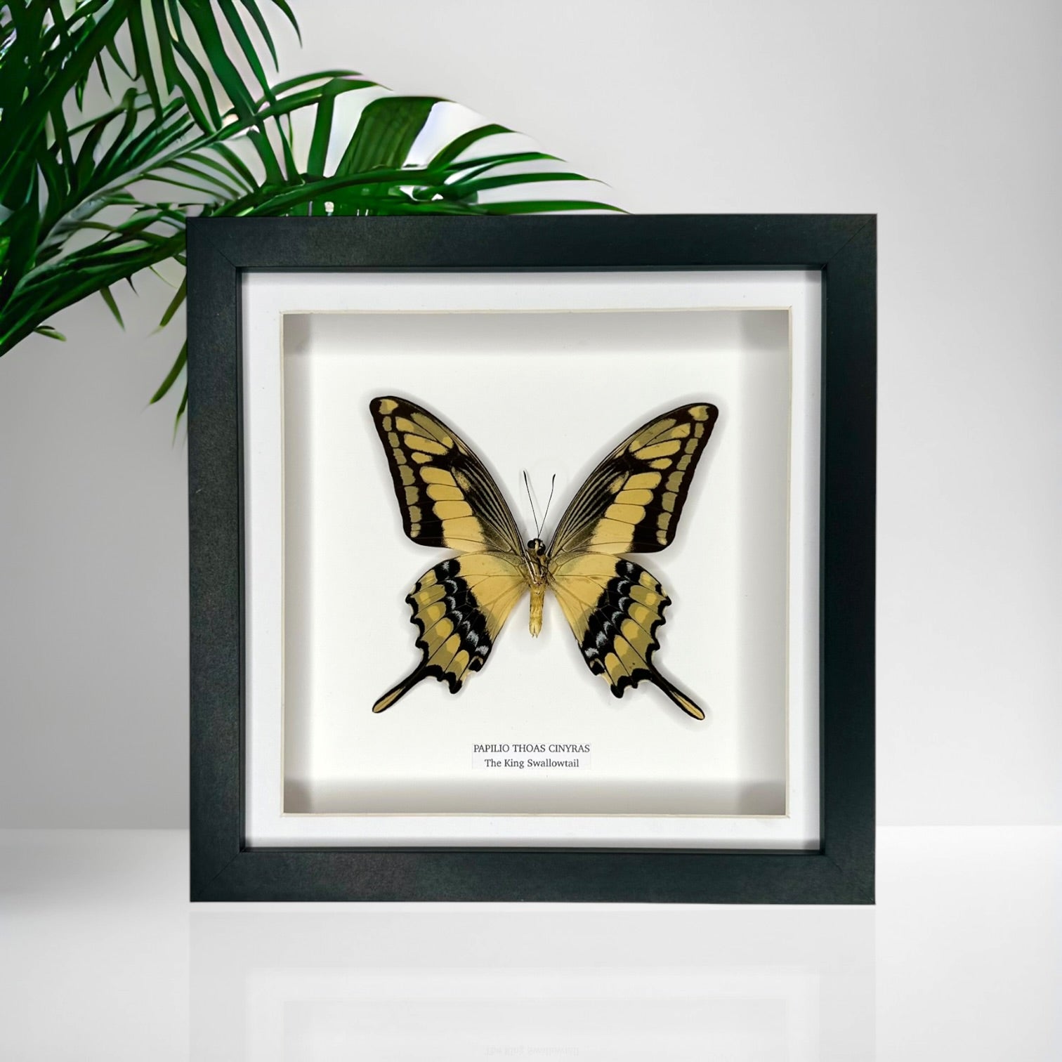 The King Swallowtail | Underwing Papilio Thoas | Medium Frame - Taxidermy Entomology Home Decor Framed Natural Art