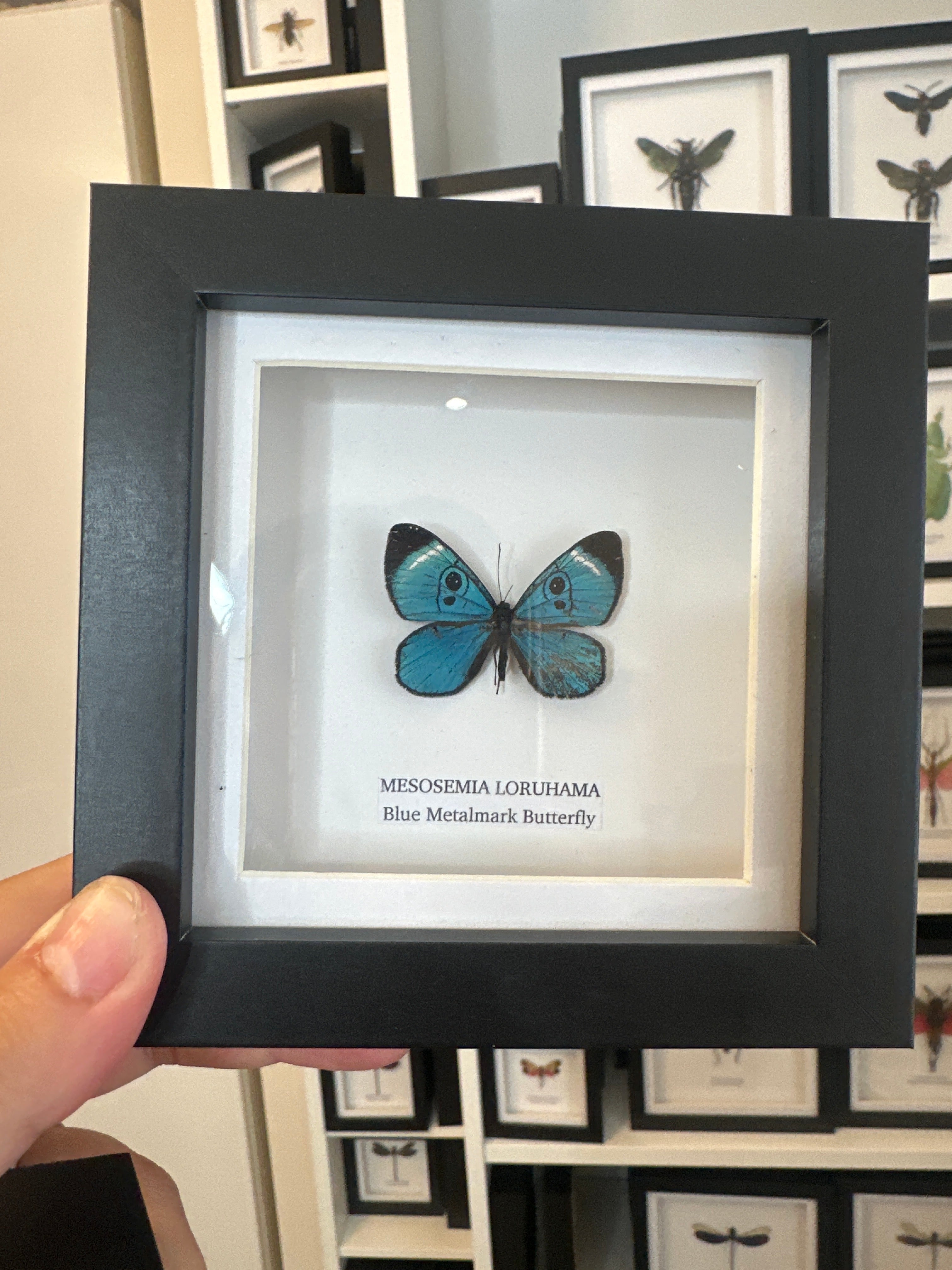 Sale | One Offs | Rare Pieces | Butterflies | Moths | Bugs