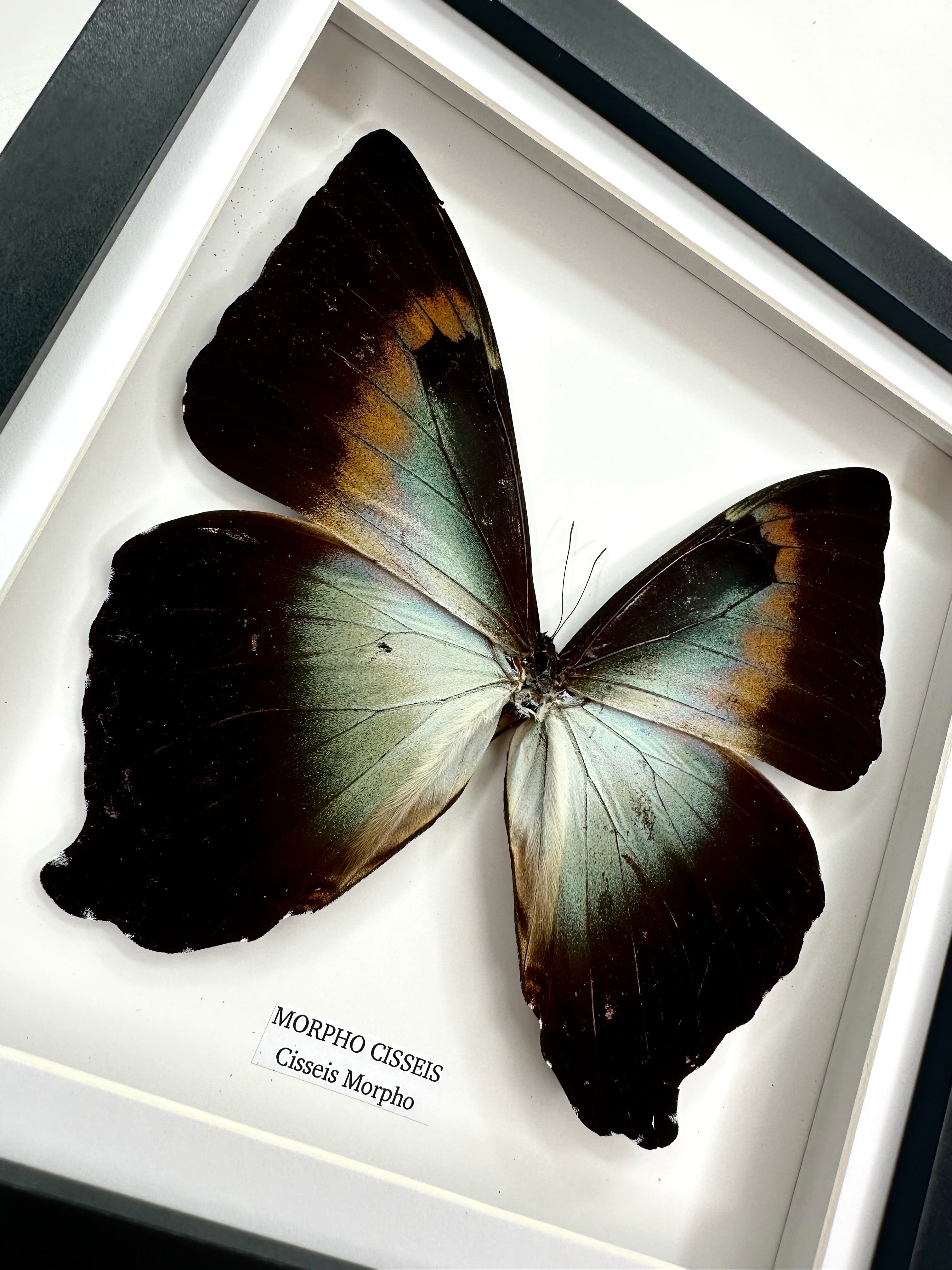 Morpho Cisseis | Medium Frame • Taxidermy Entomology Home Decor Framed Art