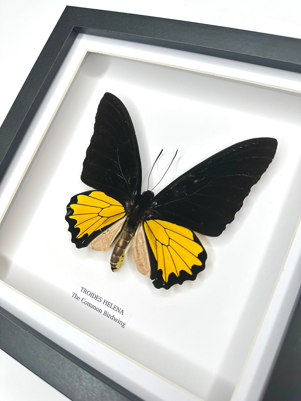 The Common Birdwing | Troides Helena | Medium Frame - Taxidermy Entomology Home Decor Framed Natural Art
