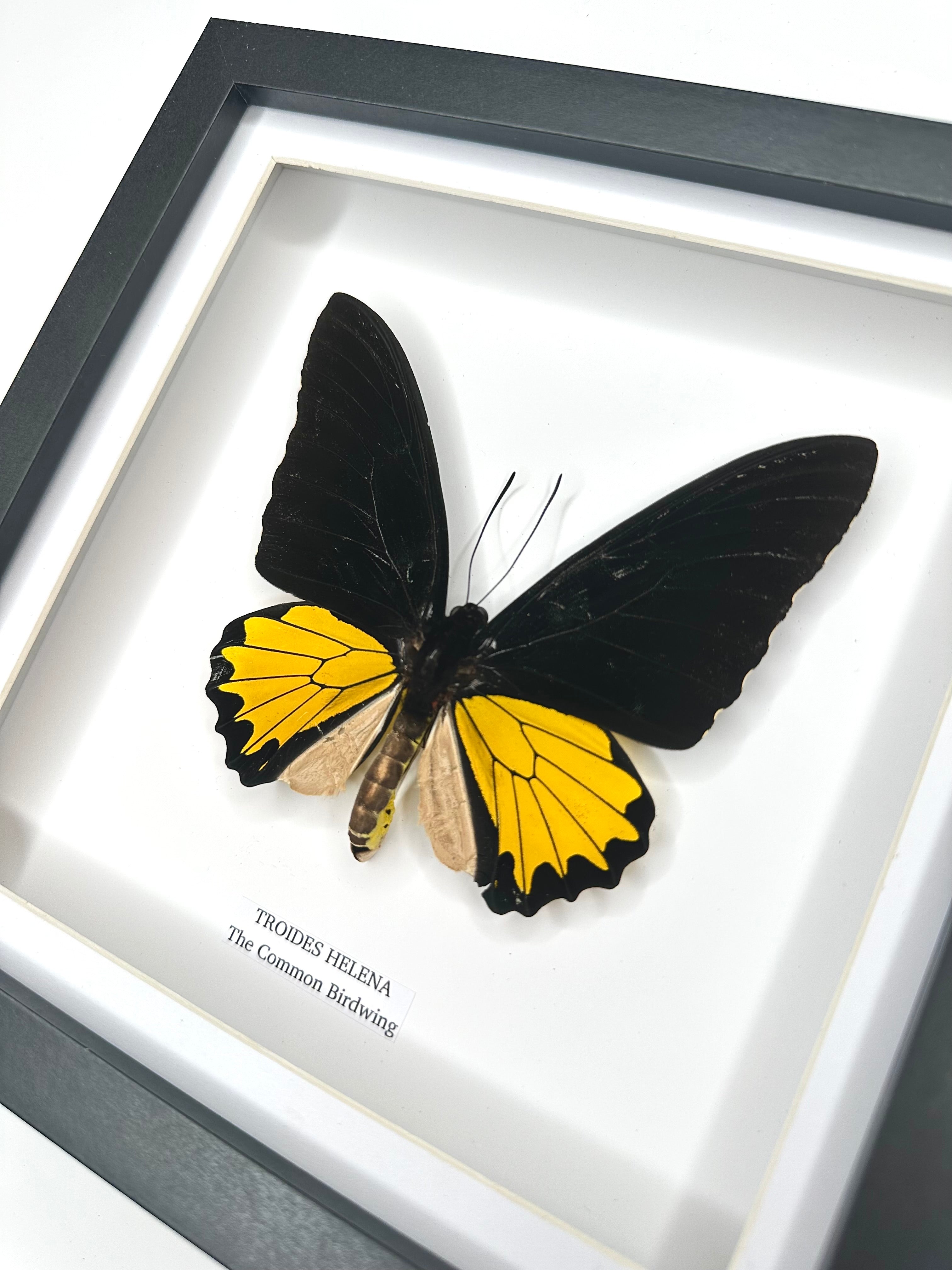 The Common Birdwing | Troides Helena | Medium Frame - Taxidermy Entomology Home Decor Framed Natural Art
