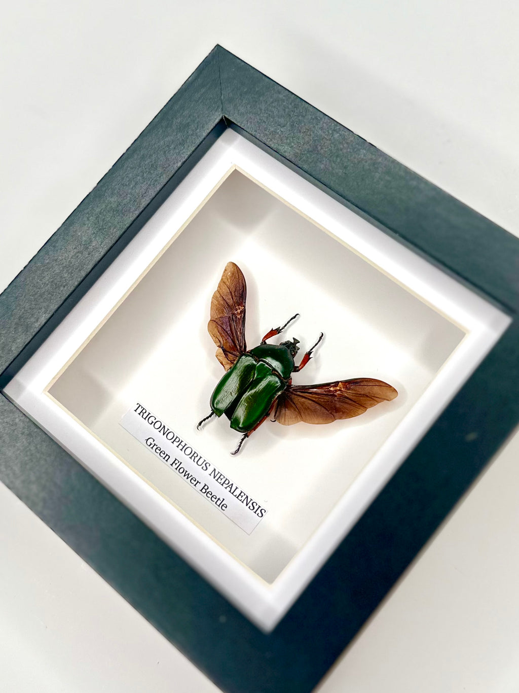Green Flower Beetle | Trigonophorus Nepalensis | Small Frame - Insect Taxidermy Entomology Home Decor Framed Natural Art