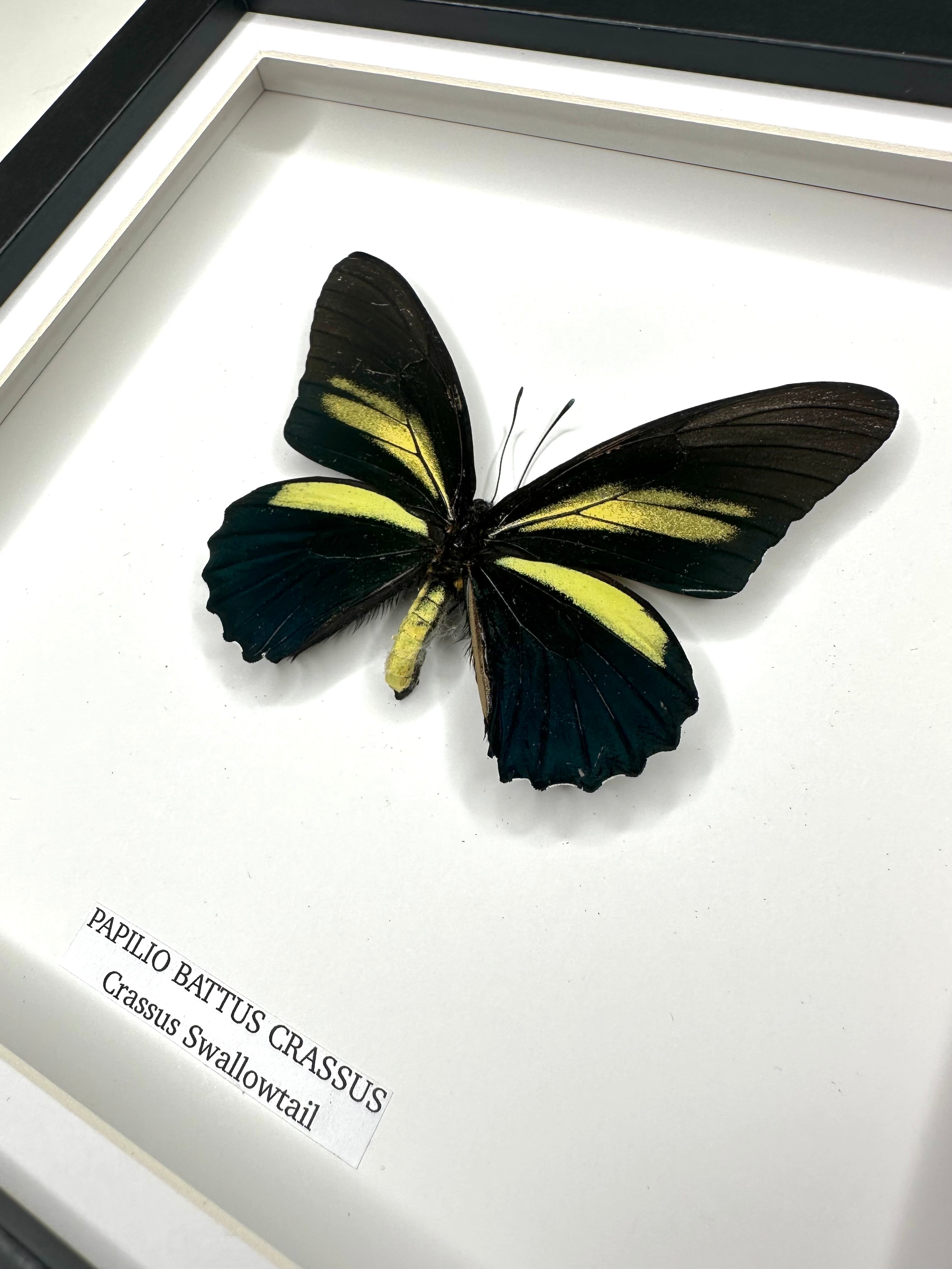 Papilio Battus Crassus | Crassus Swallowtail • Medium Frame • Taxidermy Entomology Home Decor Framed Art