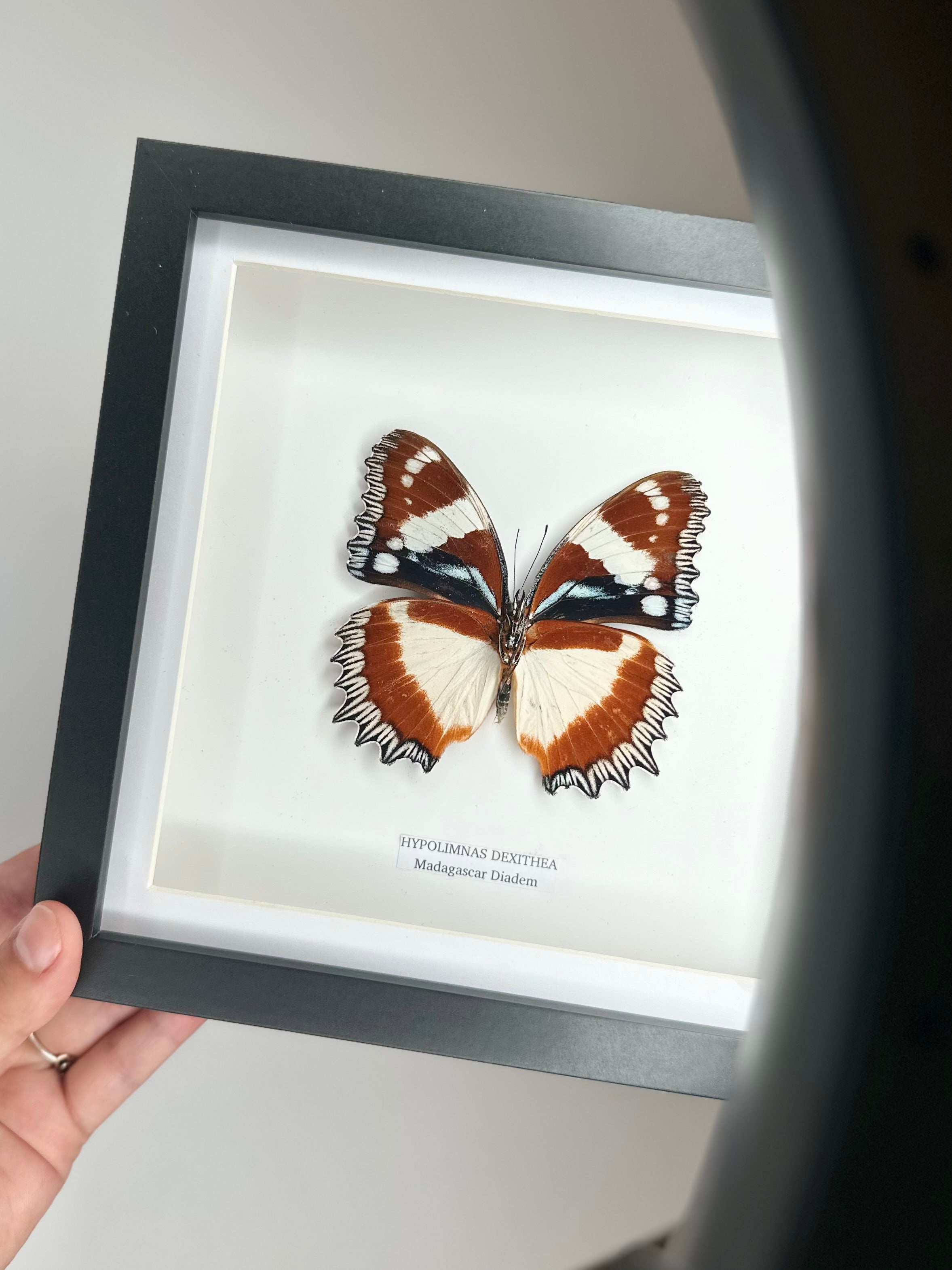 Madagascar Diadem | ’Cat Face’ Underwing Hypolimnas Dexithea | Medium Frame - Taxidermy Entomology Home Decor Framed Natural Art