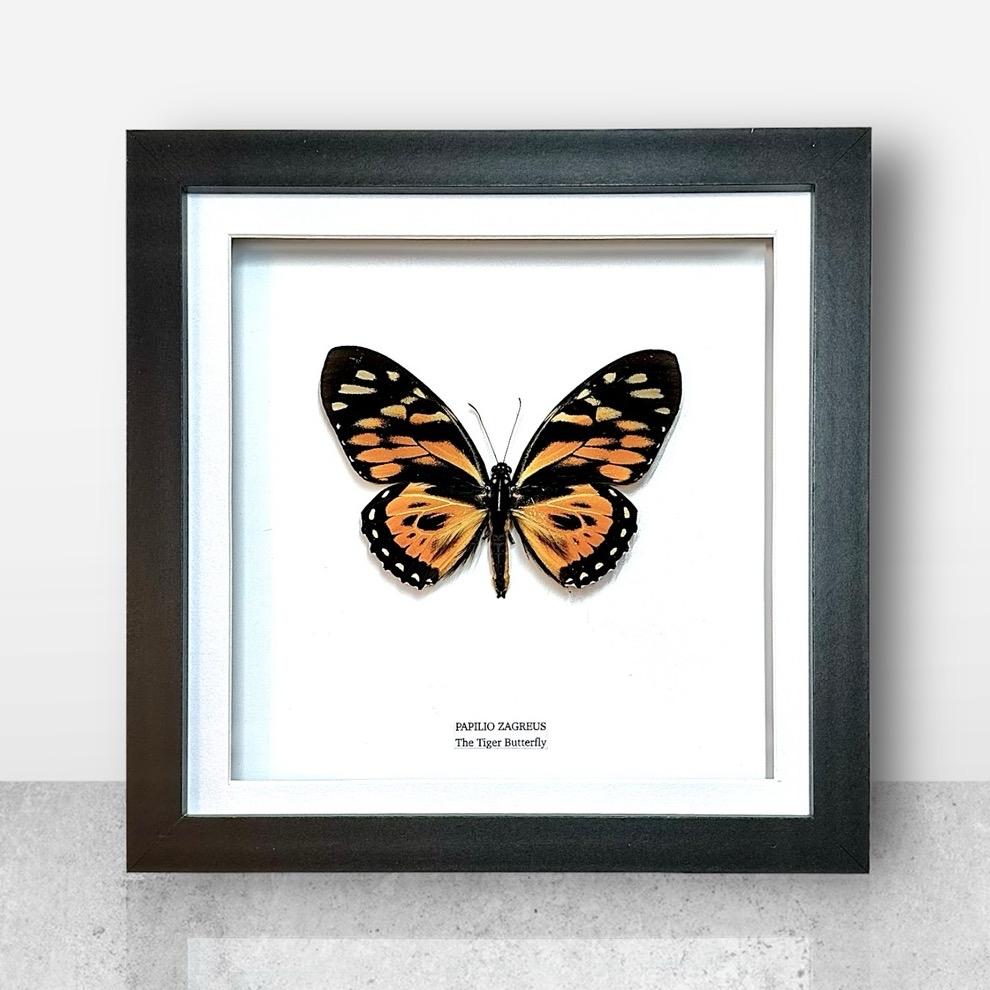 The Tiger Butterfly | Papilio Zagreus | Medium Frame • Taxidermy Entomology Home Decor Framed Art
