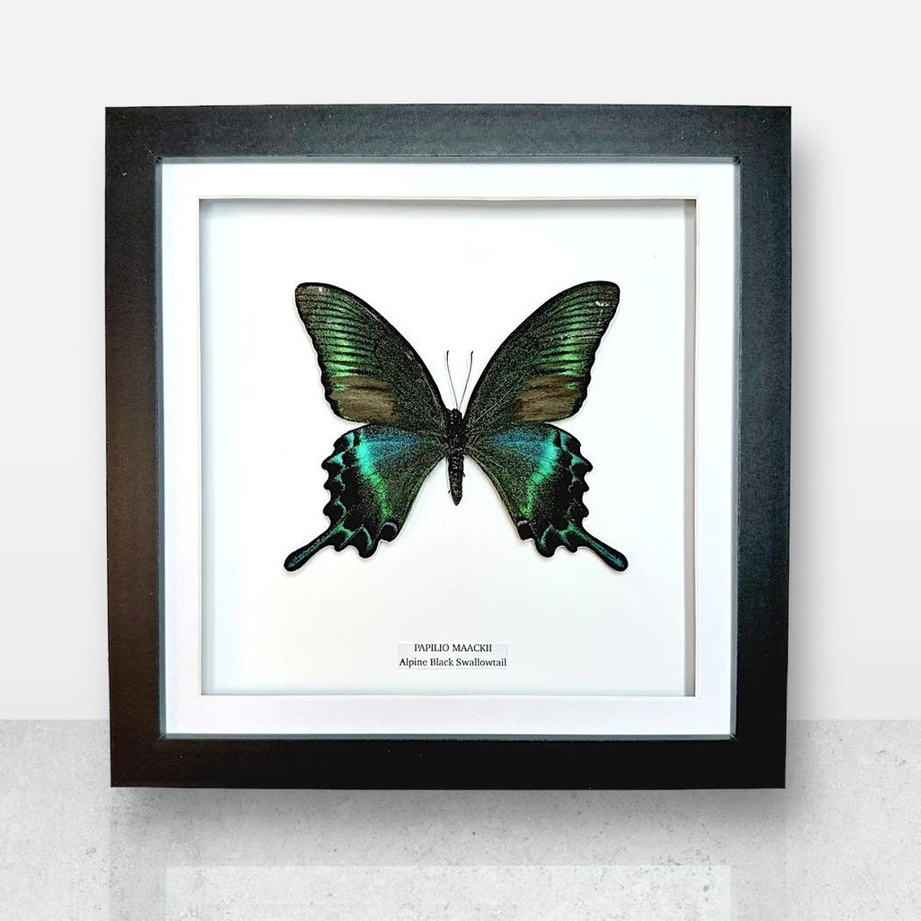 Alpine Black Swallowtail | Papilio Maackii | Medium Frame • Taxidermy Entomology Home Decor Framed Art
