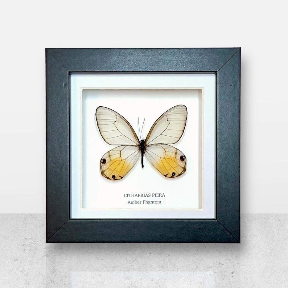 Amber Phantom Glasswing Butterfly | Small Frame • Taxidermy Entomology Home Decor Framed Art