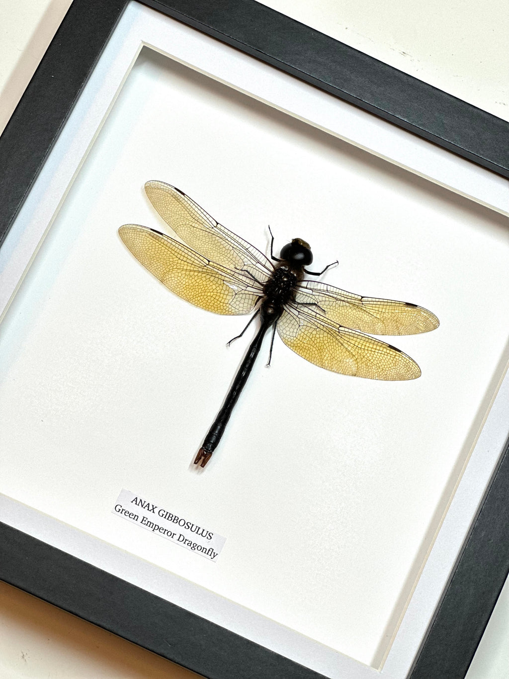 Anax Green Emperor Dragonfly | Medium Frame • Taxidermy Entomology Home Decor Framed Art