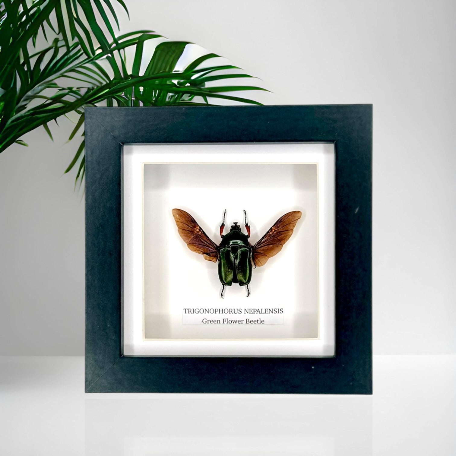 Green Flower Beetle | Trigonophorus Nepalensis | Small Frame - Insect Taxidermy Entomology Home Decor Framed Natural Art