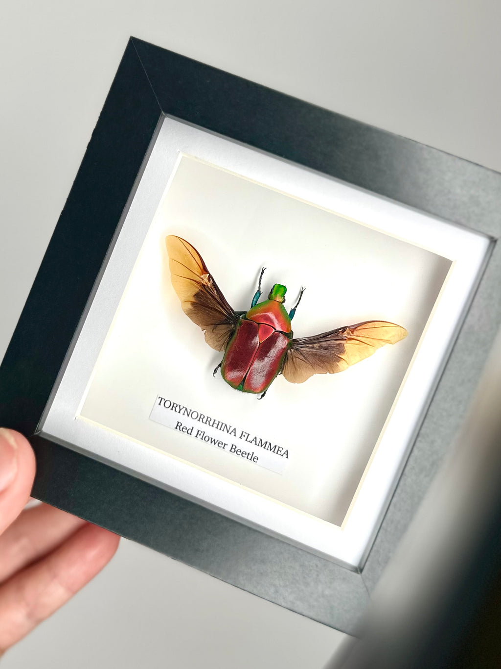 Red Flower Beetle | Torynorrhina Flammea | Small Frame - Insect Taxidermy Entomology Home Decor Framed Natural Art