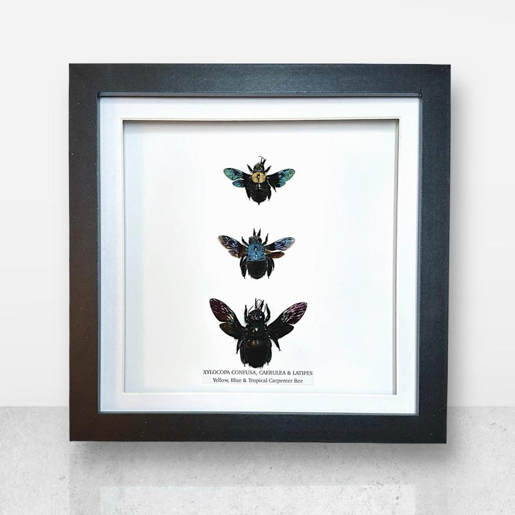 Triple Carpenter Bees | Xylocopa Caerulea, Latipes, Confusa | Medium Frame • Taxidermy Entomology Home Decor Framed Art