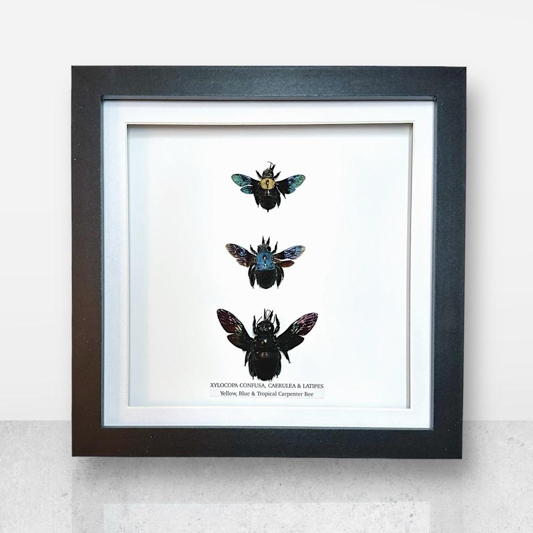 Triple Carpenter Bees | Xylocopa Caerulea, Latipes, Confusa | Medium Frame • Taxidermy Entomology Home Decor Framed Art
