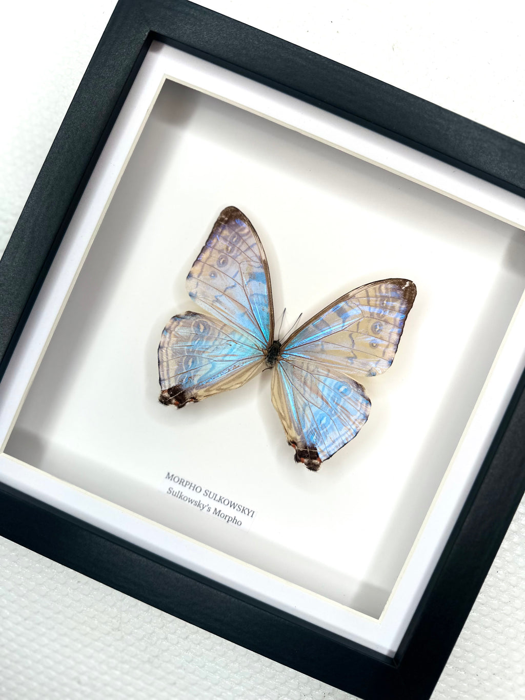 Morpho Sulkowskyi | Medium Frame • Taxidermy Entomology Home Decor Framed Art