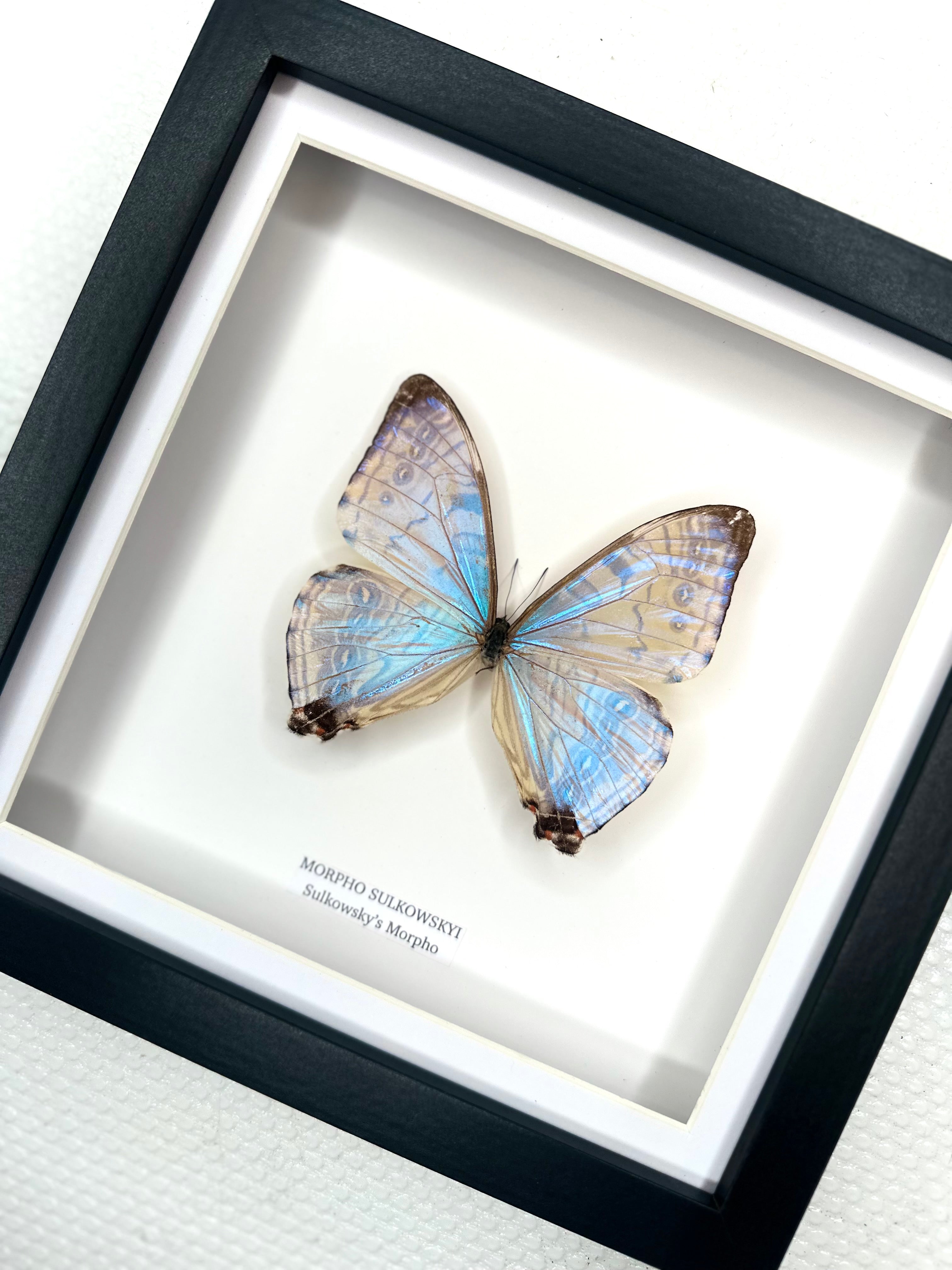 Morpho Sulkowskyi | Medium Frame • Taxidermy Entomology Home Decor Framed Art