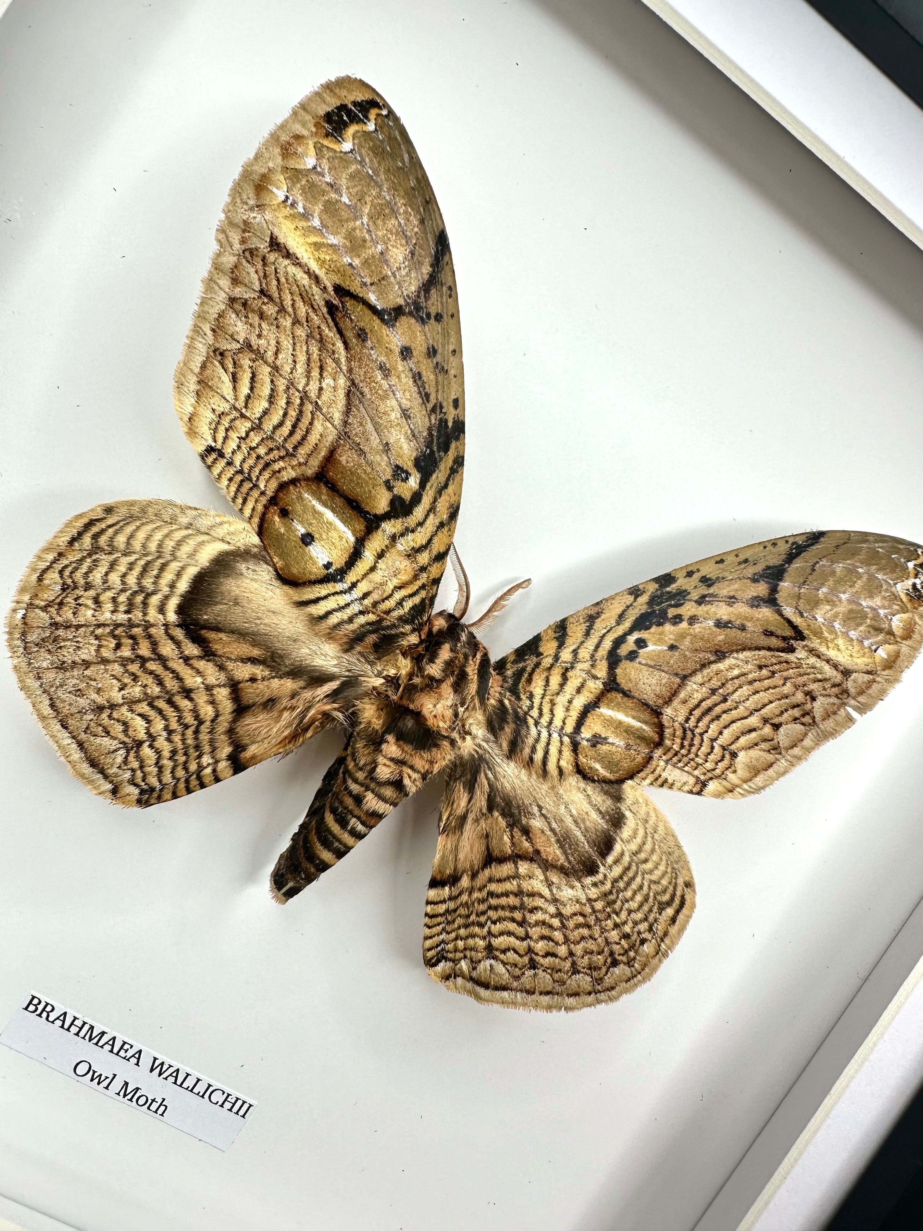 Owl Moth | Brahmaea Wallichii | Medium Frame • Taxidermy Entomology Home Decor Framed Art