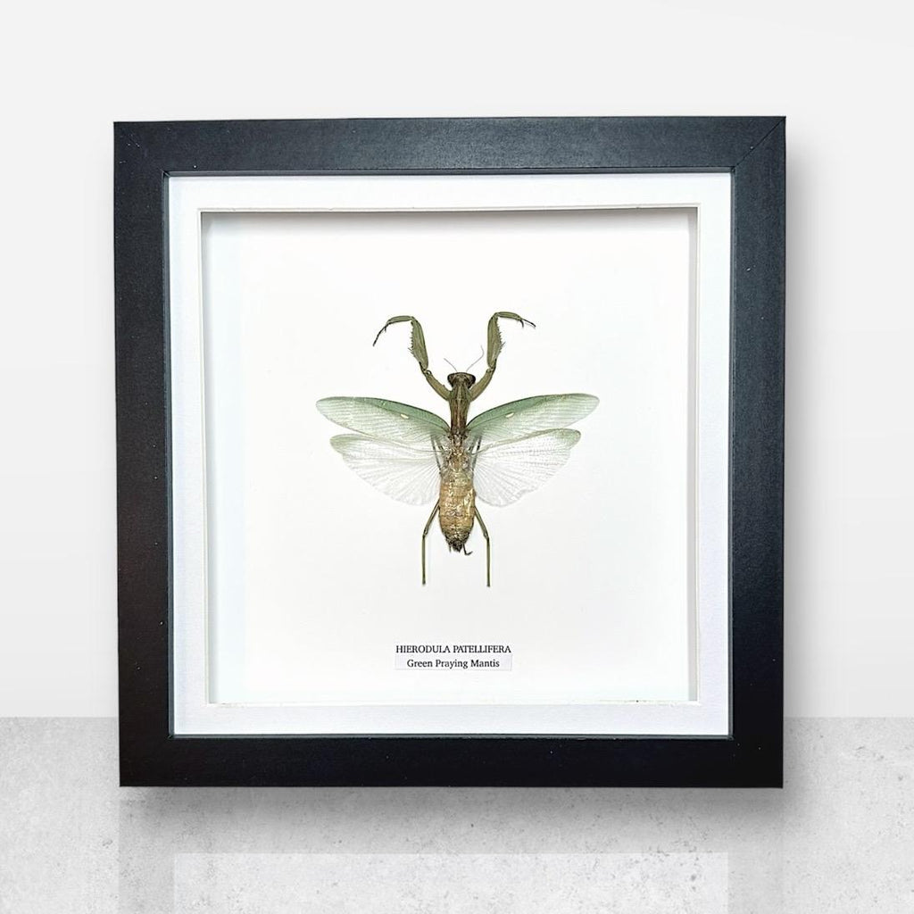 Green Praying Mantis | Hierodula Patellifera | Medium Frame • Taxidermy Entomology Home Decor Framed Art