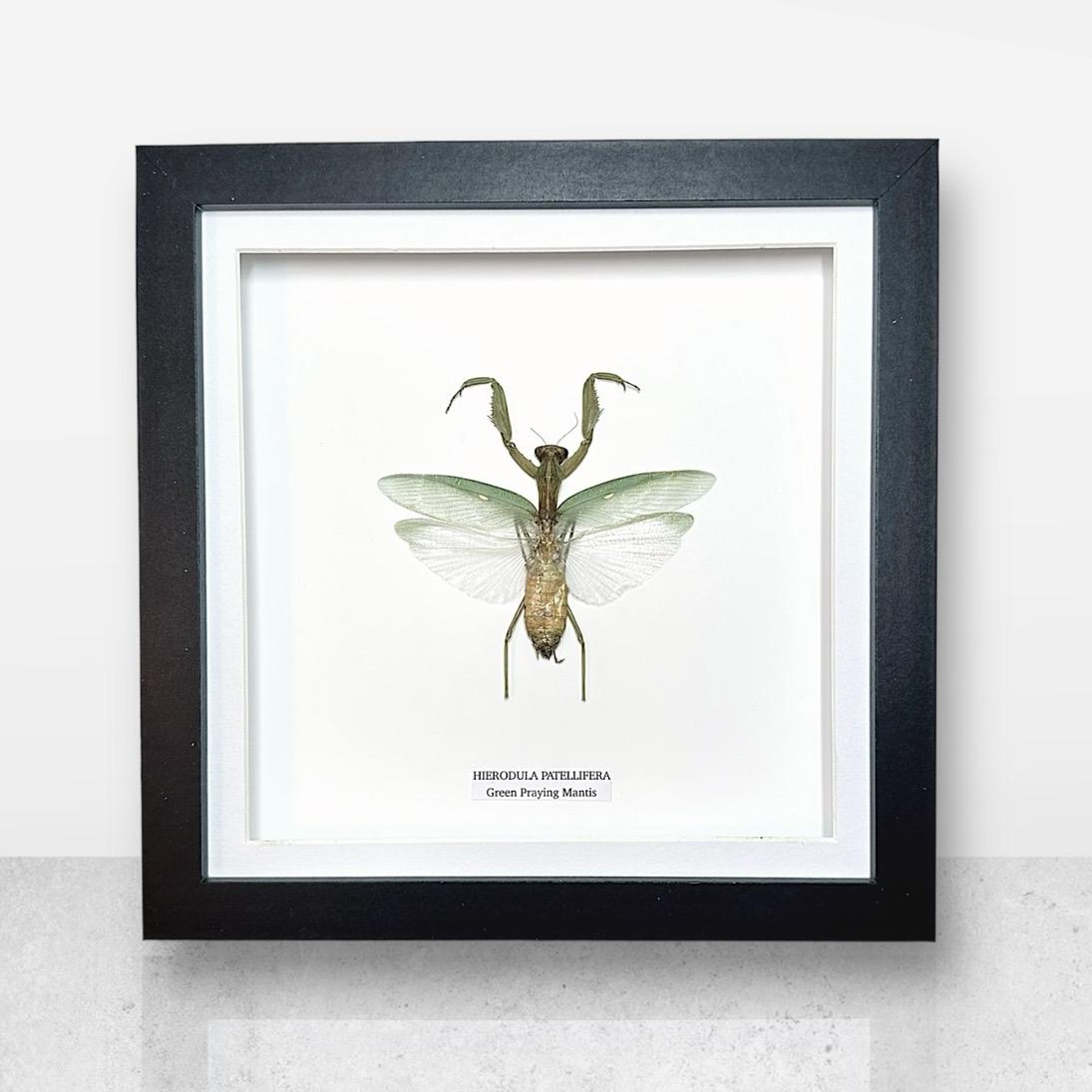 Green Praying Mantis | Hierodula Patellifera | Medium Frame • Taxidermy Entomology Home Decor Framed Art