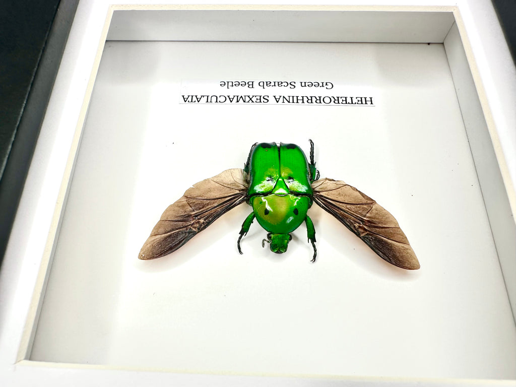 Green Scarab Beetle | Heterorrhina sexmaculata | Small Frame - Insect Taxidermy Entomology Home Decor Framed Natural Art
