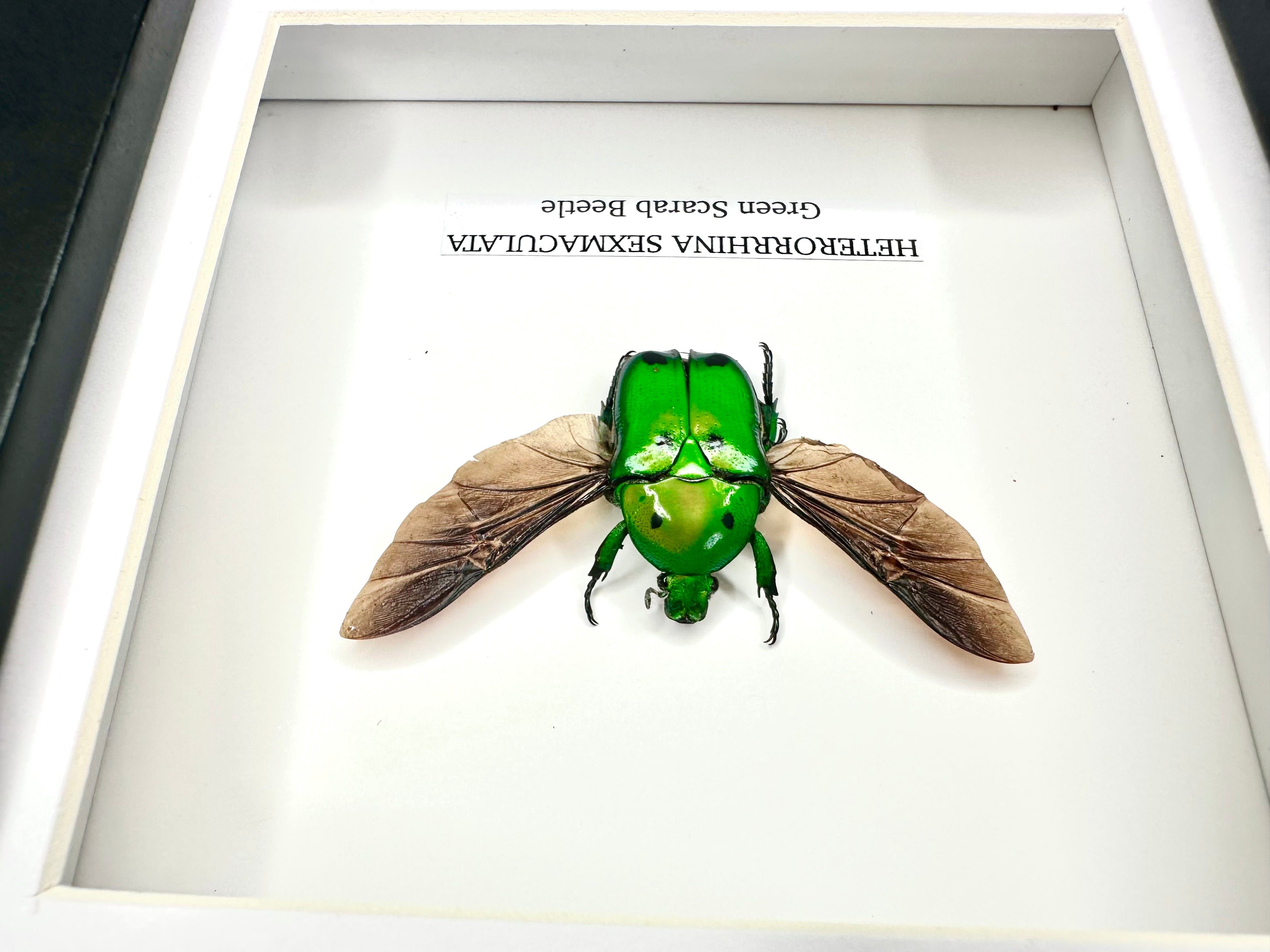 Green Scarab Beetle | Heterorrhina sexmaculata | Small Frame - Insect Taxidermy Entomology Home Decor Framed Natural Art