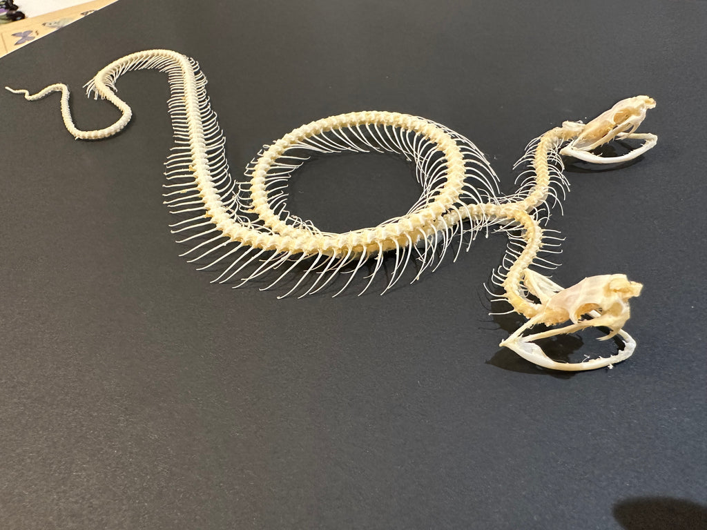 Two Headed White-lipped Pit Viper Snake | XLarge Frame • Taxidermy Entomology Home Decor Framed Art