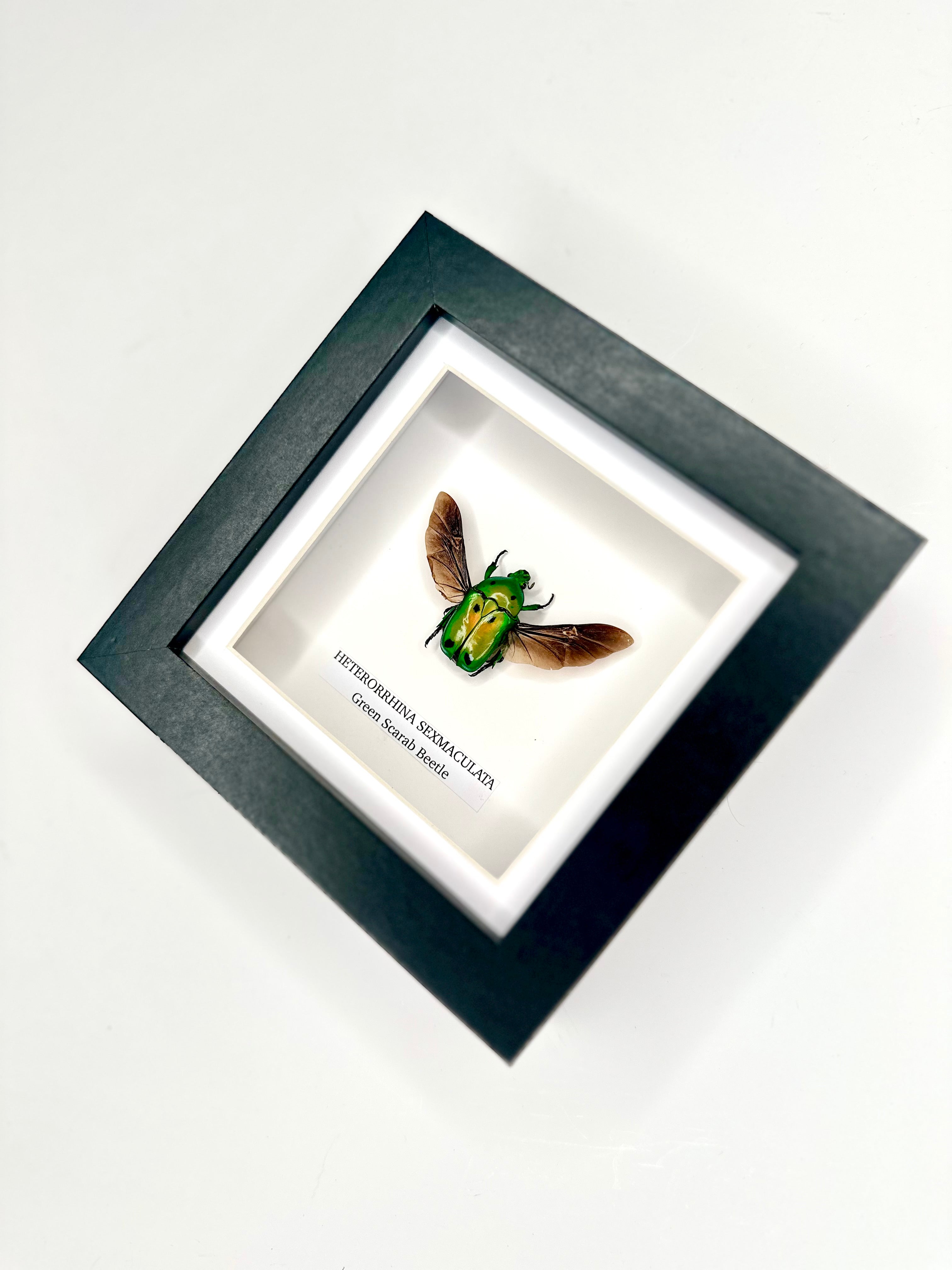 Green Scarab Beetle | Heterorrhina sexmaculata | Small Frame - Insect Taxidermy Entomology Home Decor Framed Natural Art