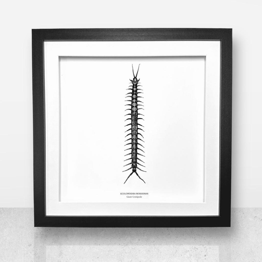 Giant Centipede | Scolopentra Morsitans | Large Frame • Taxidermy Entomology Home Decor Framed Art