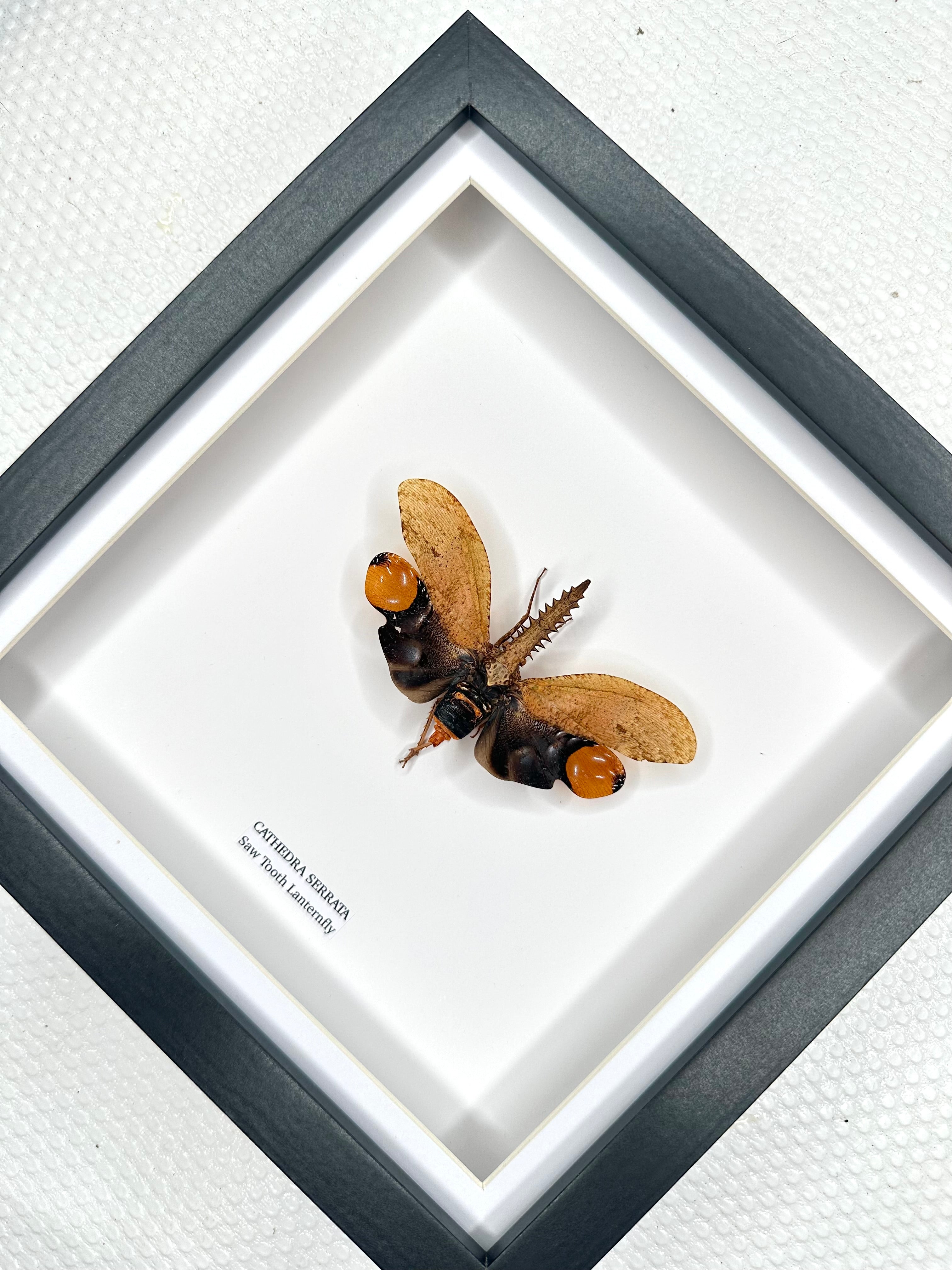 Rare Saw Tooth Lanternfly | Cathedra Serrata | Medium Framed Insect • Taxidermy Entomology Home Decor Framed Art