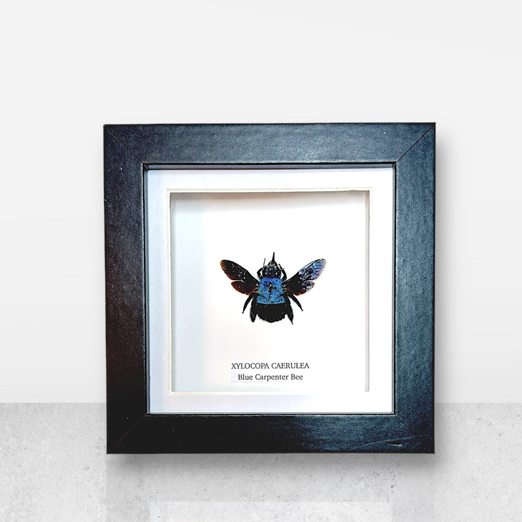 Blue Carpenter Bee | Xylocopa Caerulea | Small Frame • Taxidermy Entomology Home Decor Framed Art
