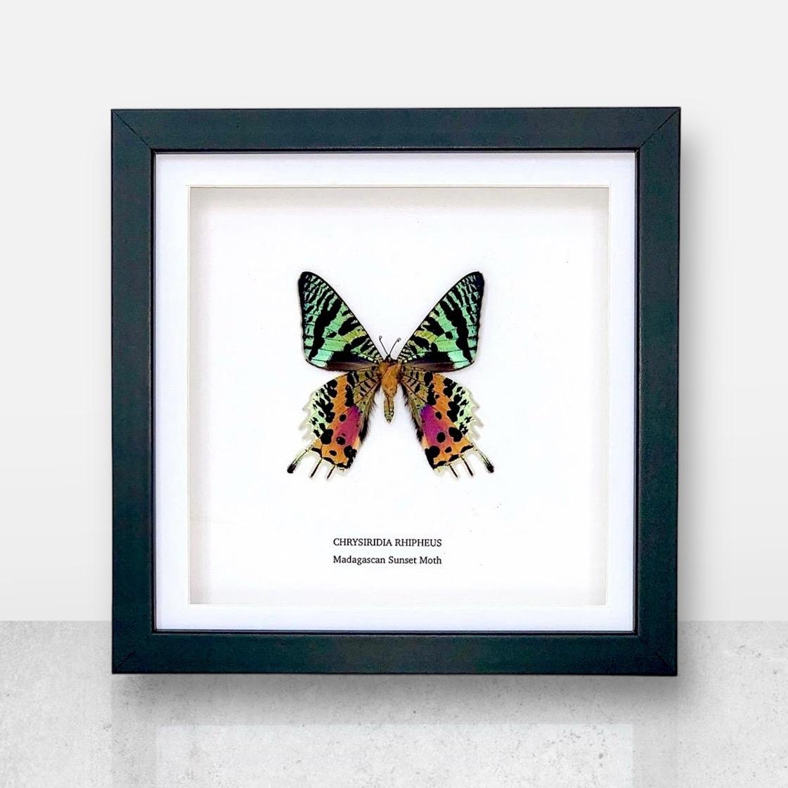 Madagascan Sunset Moth Underwing | Medium Frame • Taxidermy Entomology Home Decor Framed Art