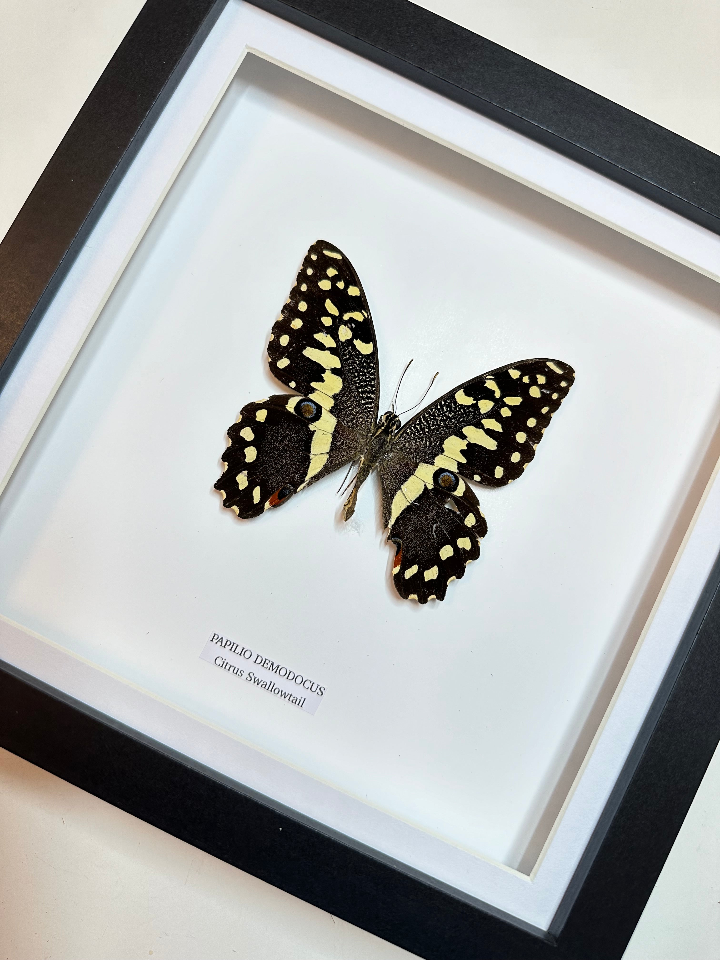 Citrus Swallowtail Butterfly | Christmas Butterfly | Medium Frame • Taxidermy Entomology Home Decor Framed Art