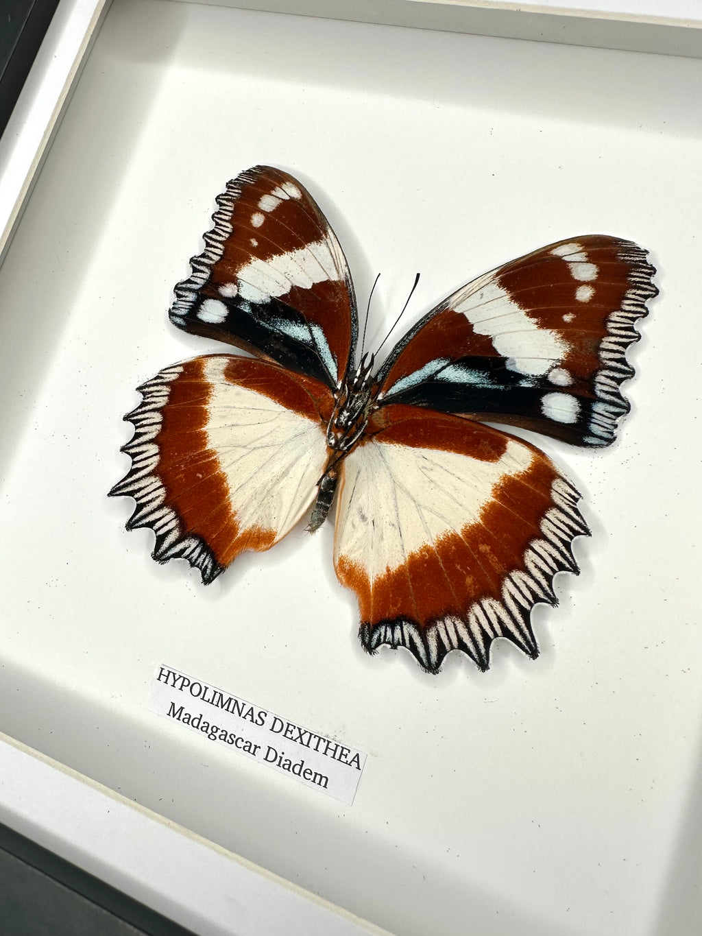 Madagascar Diadem | ’Cat Face’ Underwing Hypolimnas Dexithea | Medium Frame - Taxidermy Entomology Home Decor Framed Natural Art