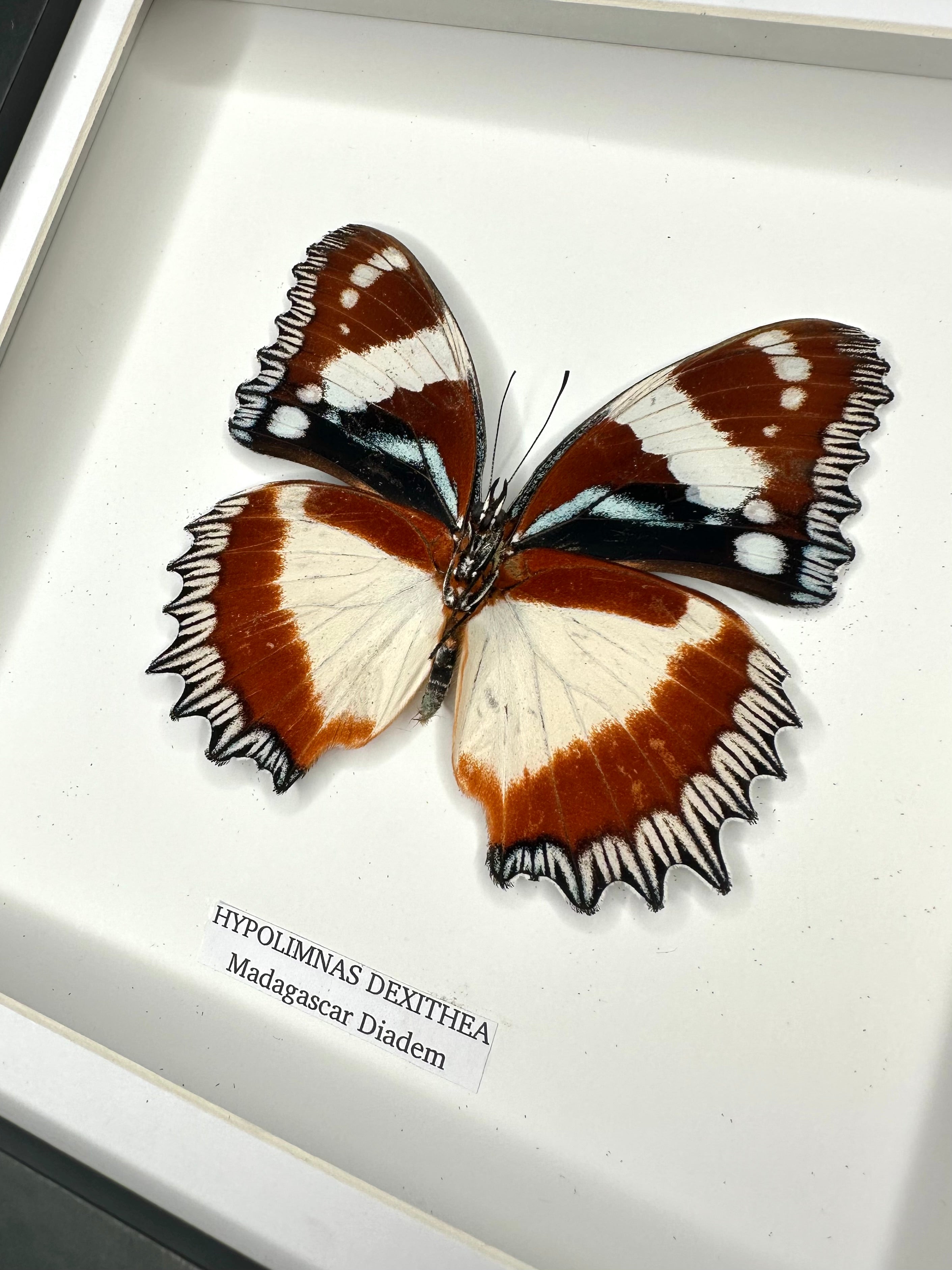 Madagascar Diadem | ’Cat Face’ Underwing Hypolimnas Dexithea | Medium Frame - Taxidermy Entomology Home Decor Framed Natural Art