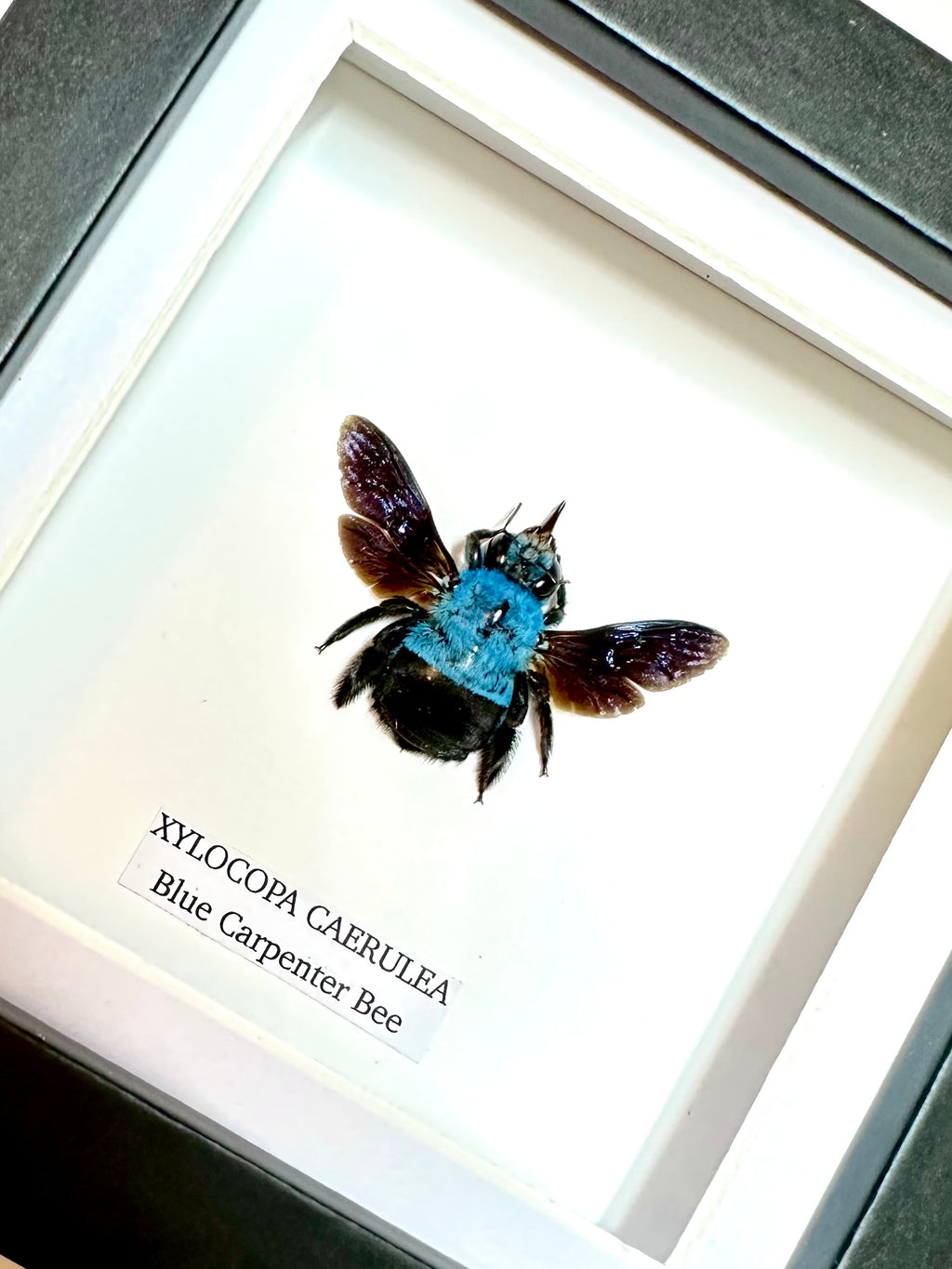 Blue Carpenter Bee | Xylocopa Caerulea | Small Frame • Taxidermy Entomology Home Decor Framed Art