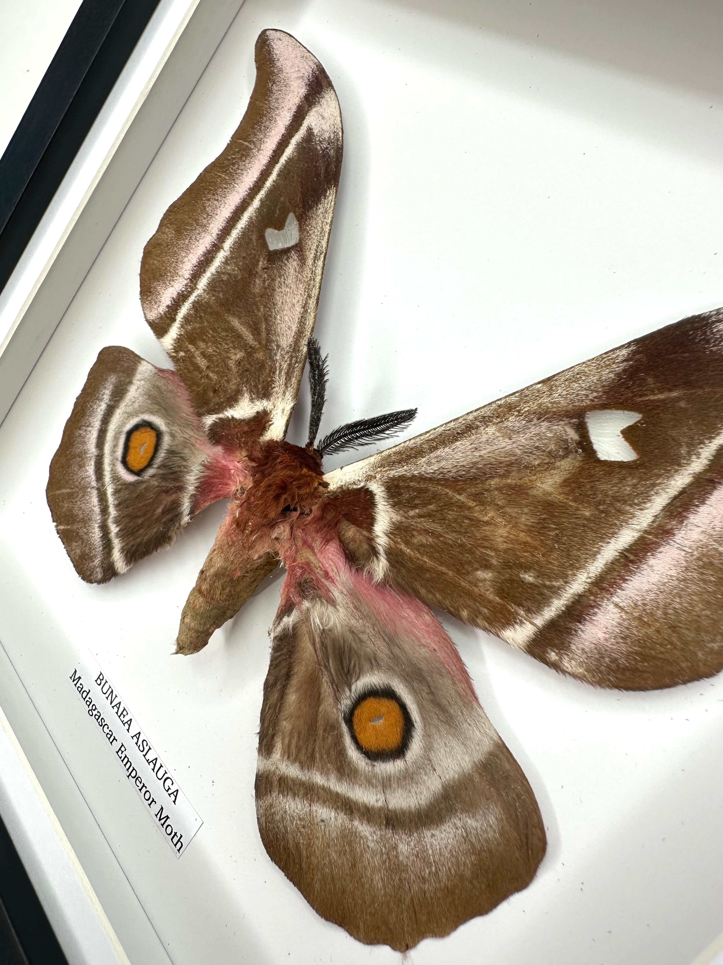 Madagascar Emperor Moth | Bunaea Aslauga | Medium Frame • Taxidermy Entomology Home Decor Framed Art