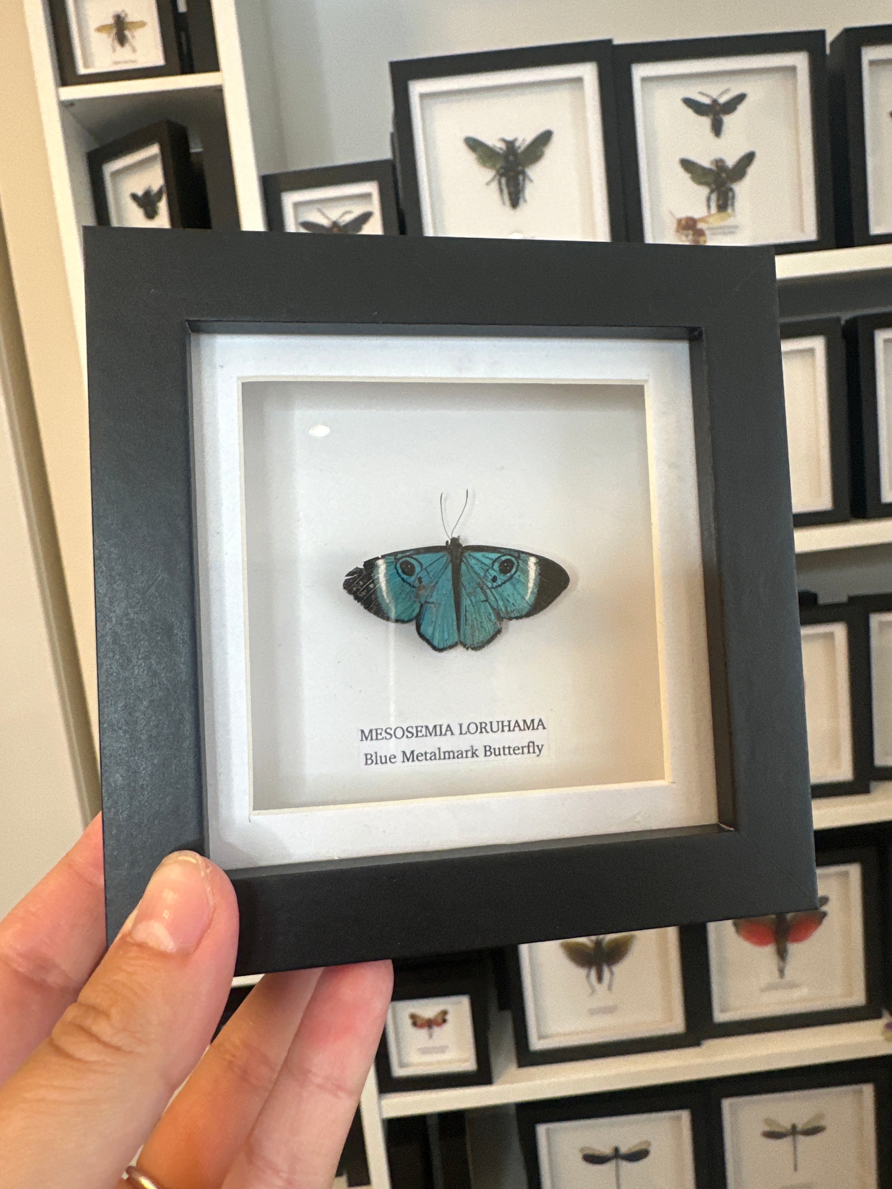 Sale | One Offs | Rare Pieces | Butterflies | Moths | Bugs