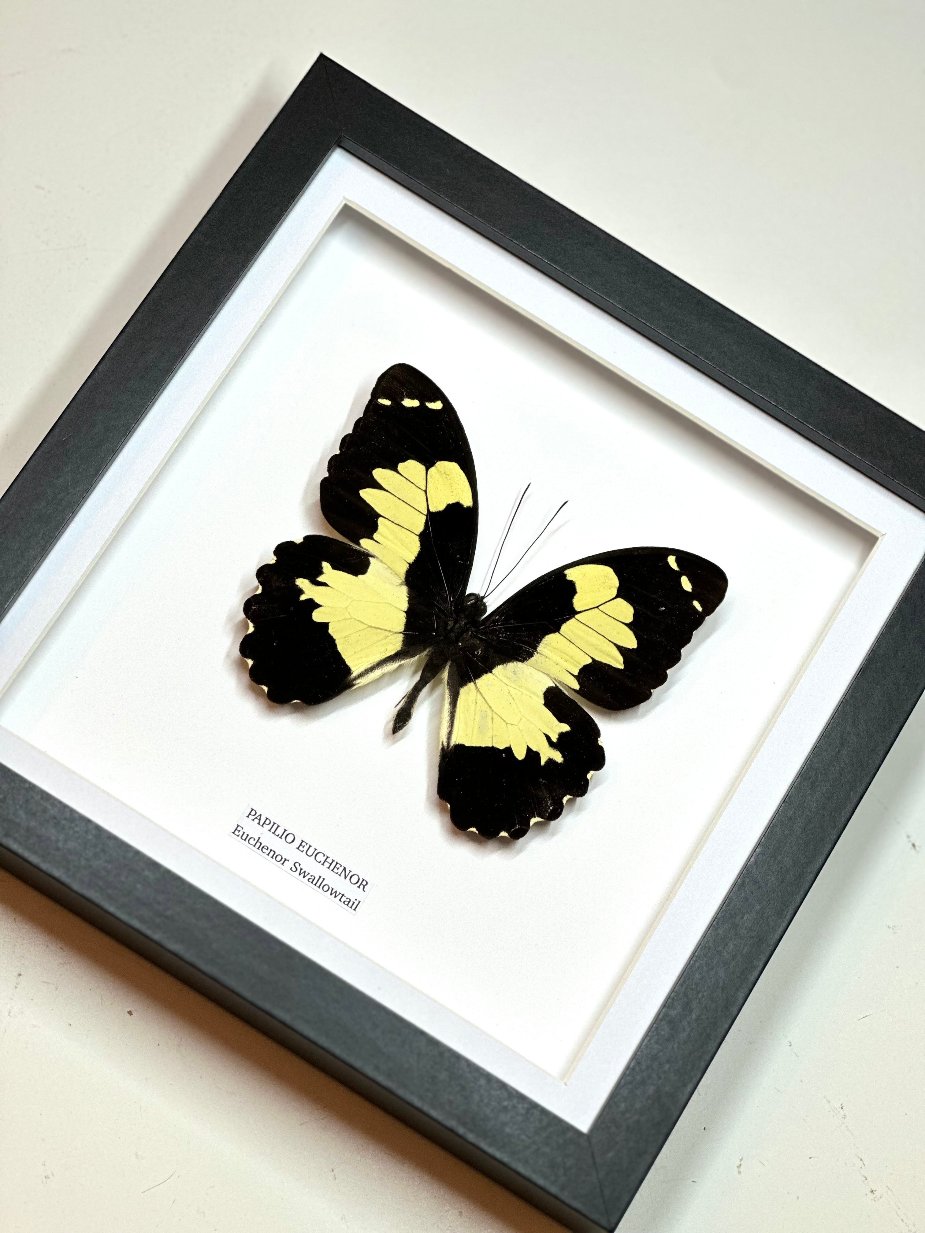 Papilo Euchenor Swallowtail • Medium Frame • Real Taxidermy Art