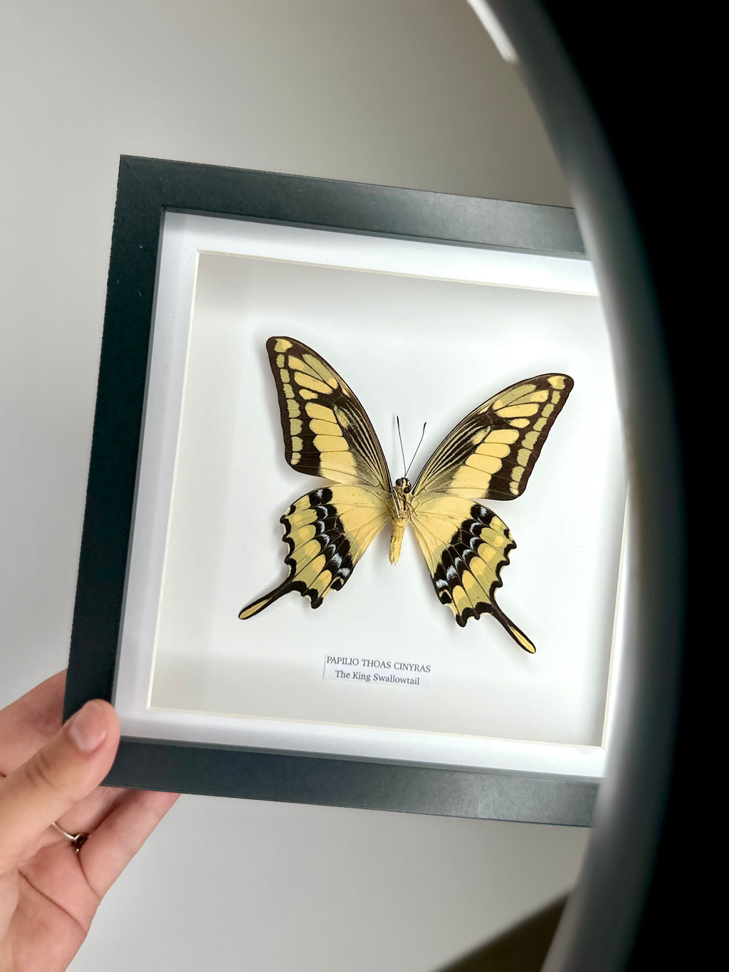 The King Swallowtail | Underwing Papilio Thoas | Medium Frame - Taxidermy Entomology Home Decor Framed Natural Art