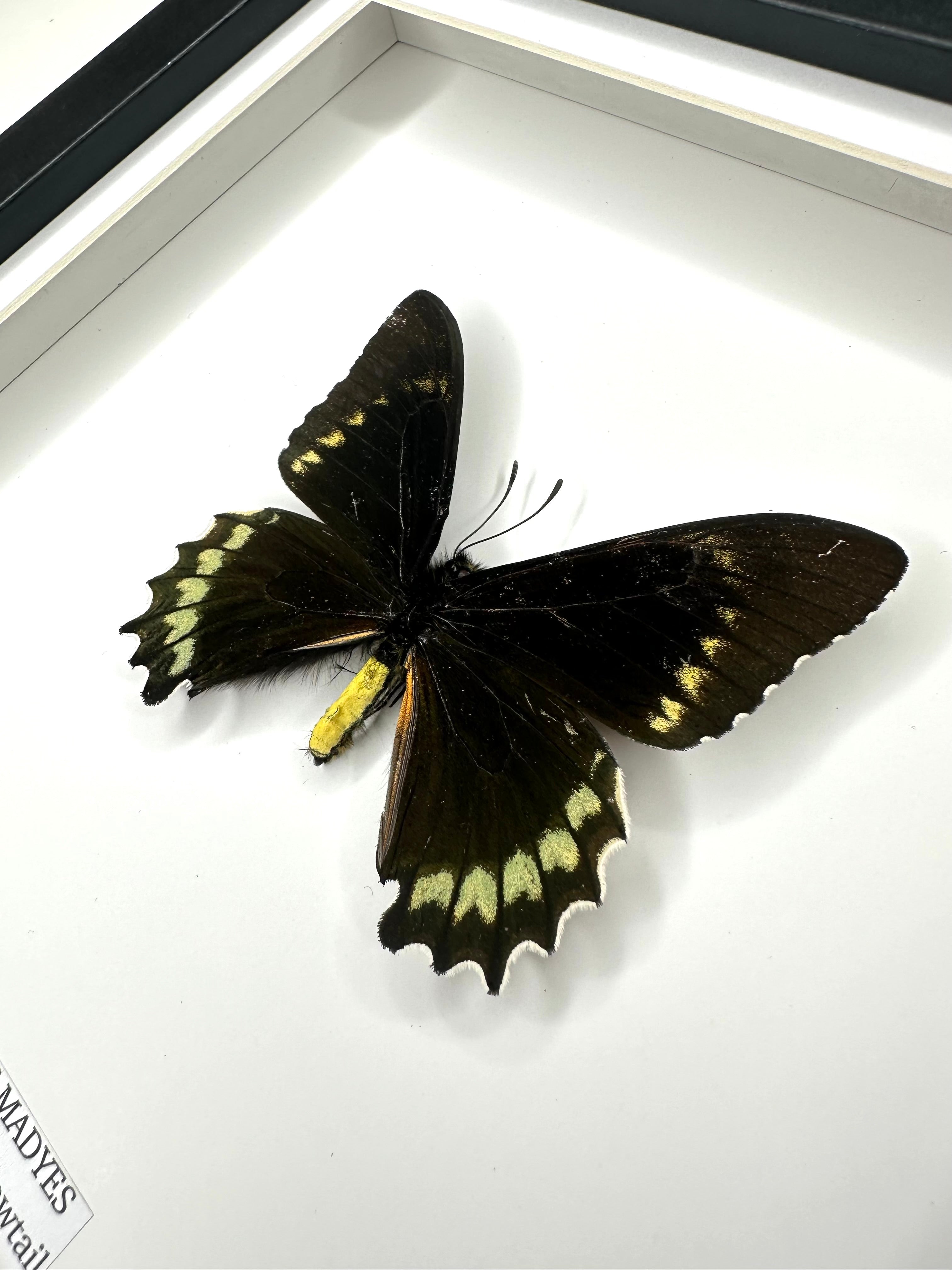 Battus Madyes Swallowtail • Medium Frame • Taxidermy Entomology Home Decor Framed Art
