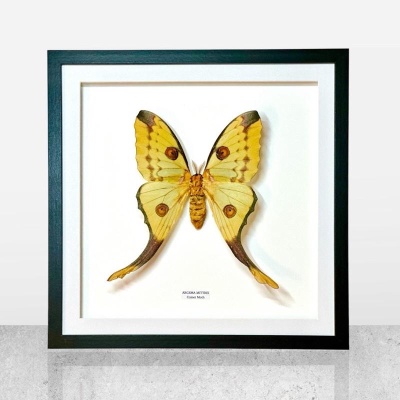 Comet Moth | Argema Mittrei Female | Large / XL Frame • Taxidermy Entomology Home Decor Framed Art