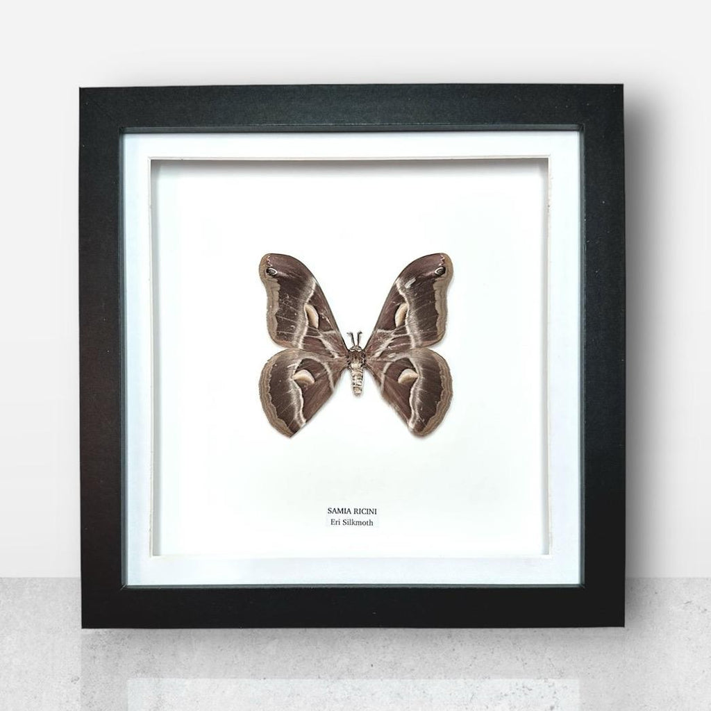 Eri Silkmoth | Samia Ricini | Medium Frame • Taxidermy Entomology Home Decor Framed Art