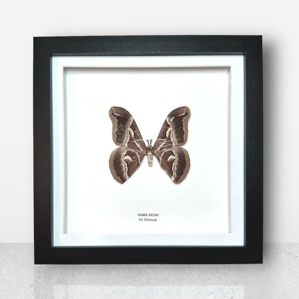 Eri Silkmoth | Samia Ricini | Medium Frame • Taxidermy Entomology Home Decor Framed Art