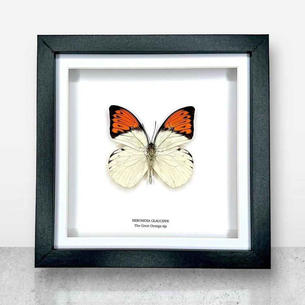 The Great Orange-tip | Medium Frame • Taxidermy Entomology Home Decor Framed Art