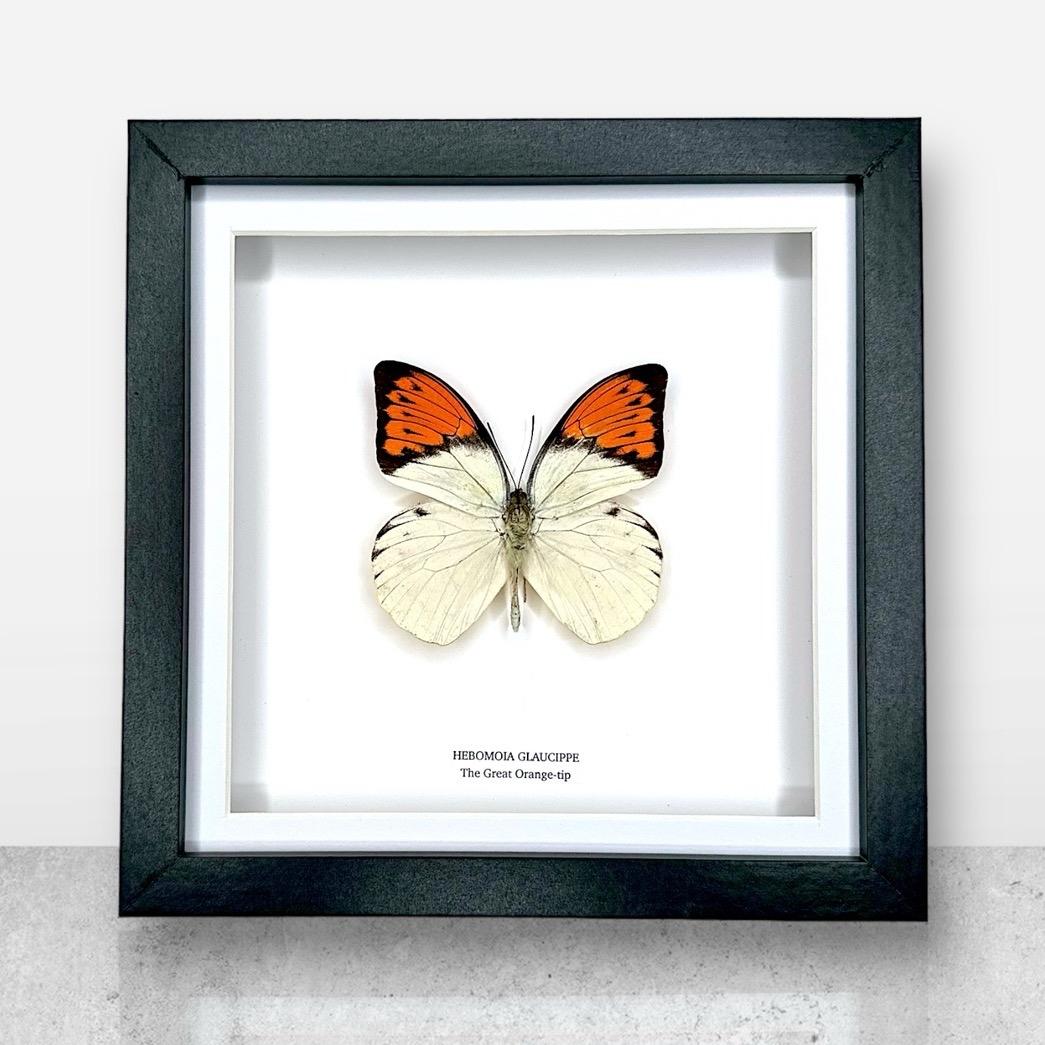 The Great Orange-tip | Medium Frame • Taxidermy Entomology Home Decor Framed Art