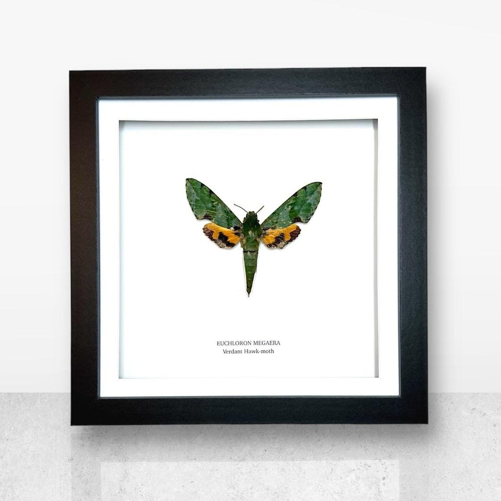 Verdant Green Hawk-moth | Medium Frame • Taxidermy Entomology Home Decor Framed Art