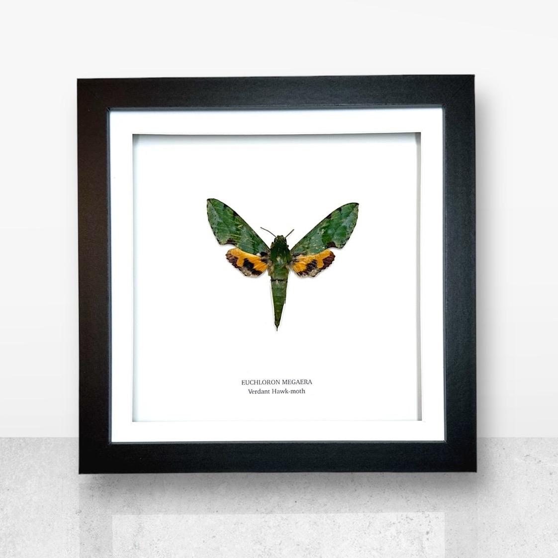 Verdant Green Hawk-moth | Medium Frame • Taxidermy Entomology Home Decor Framed Art