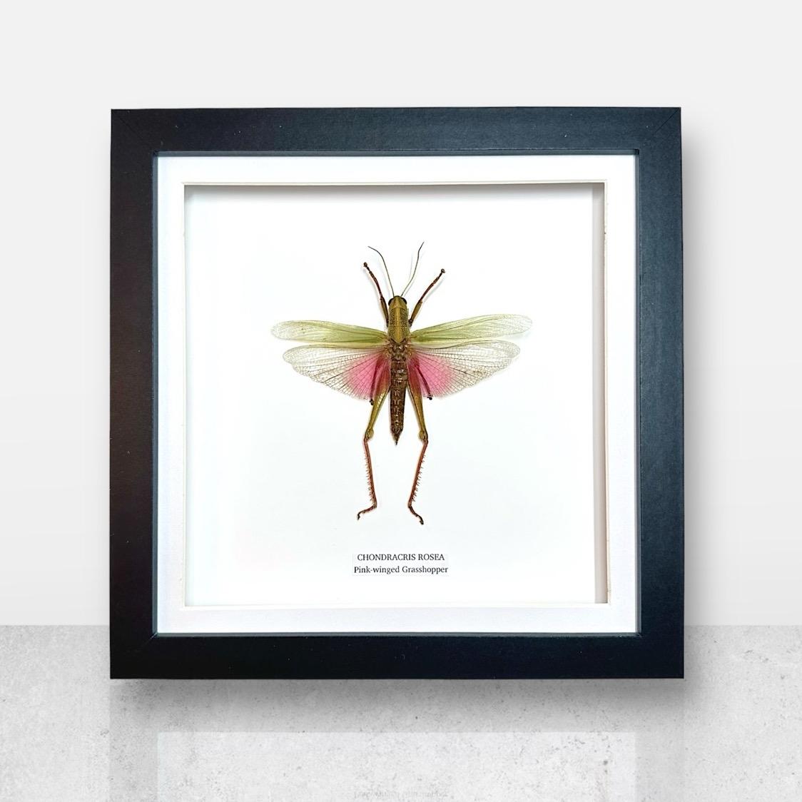 Pink-winged Grasshopper | Chondracris Rosea | Medium Frame • Taxidermy Entomology Home Decor Framed Art